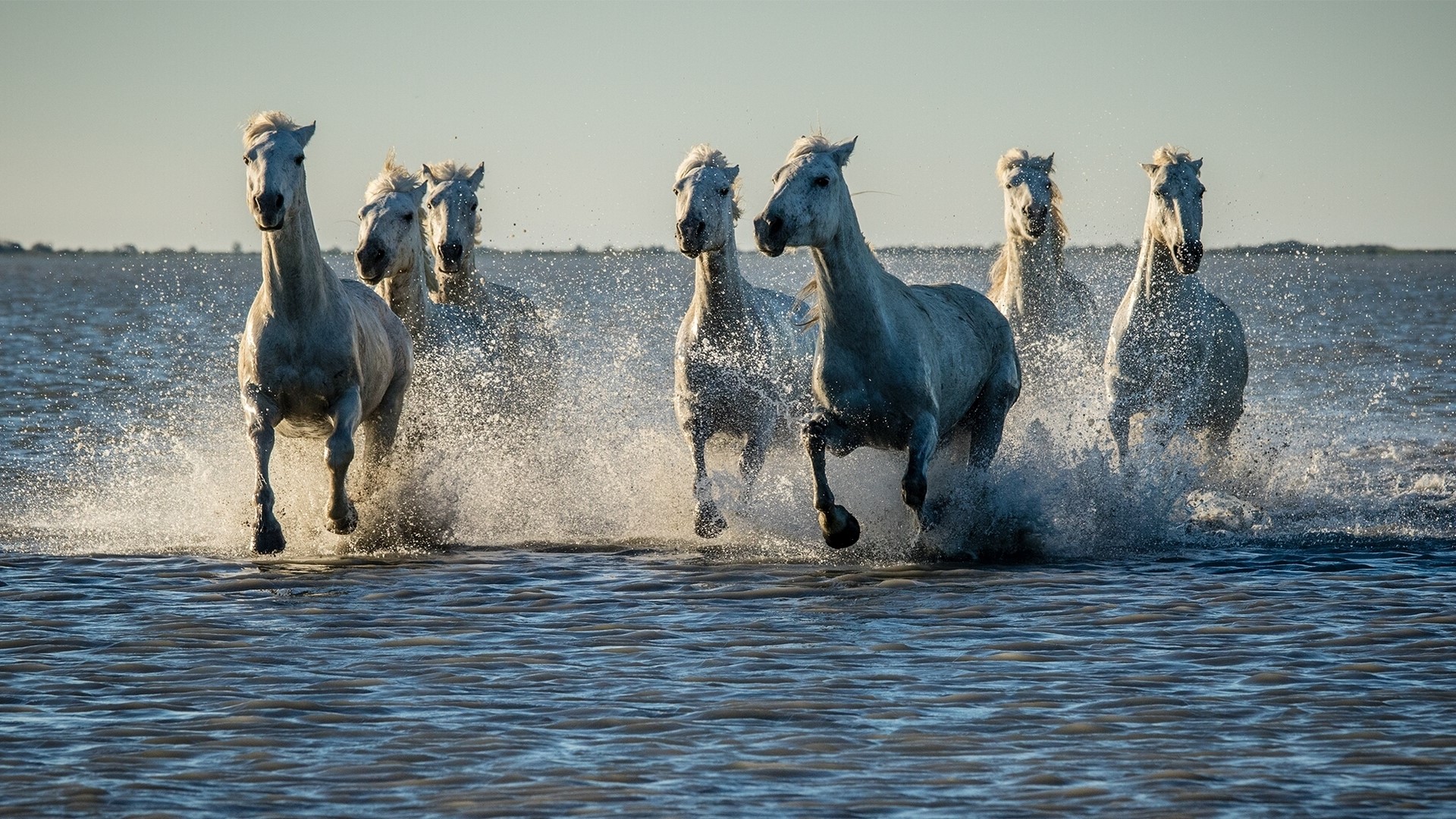 White horses running through water with splashes HD Wallpaper