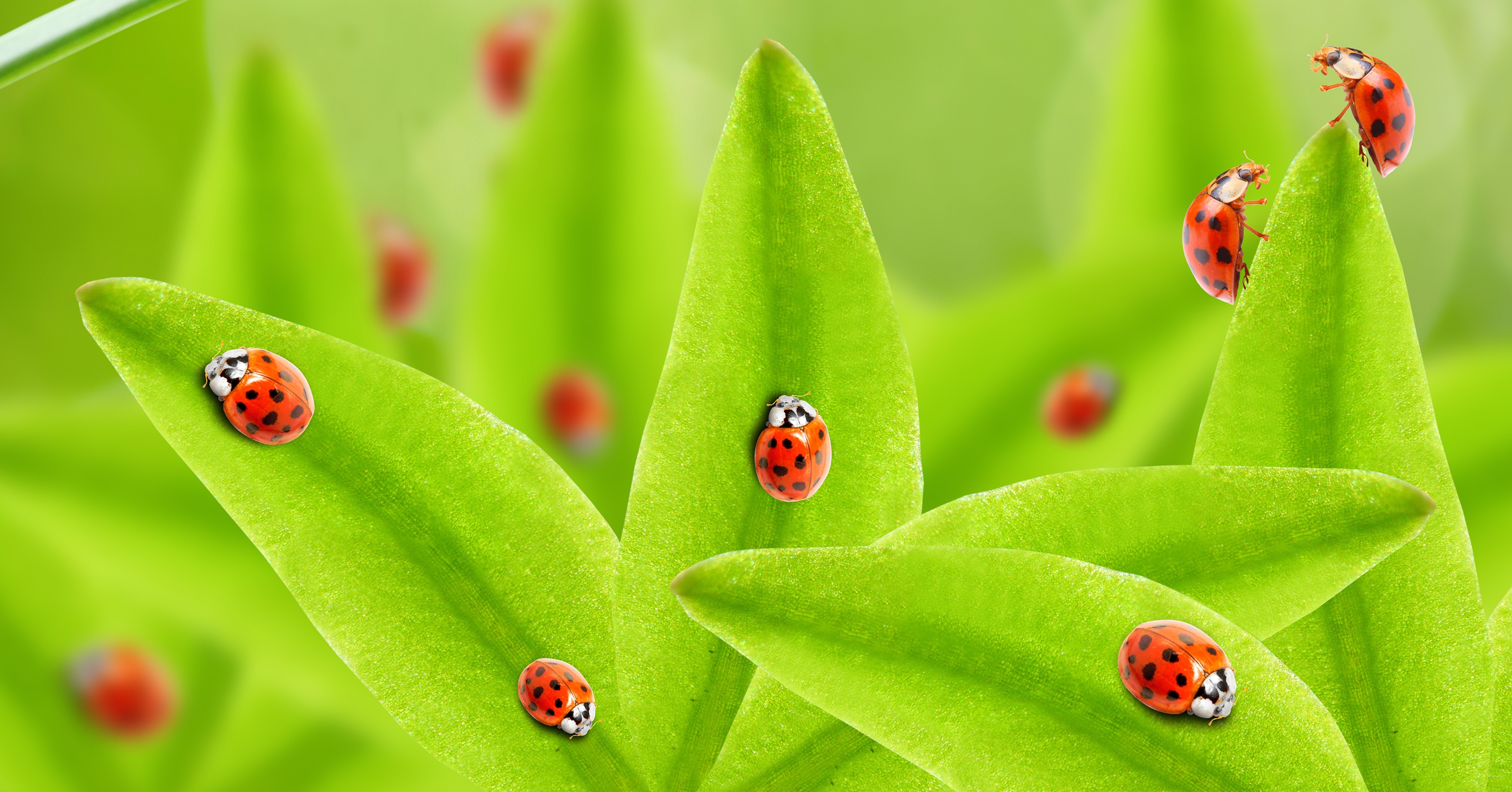 Ladybugs on green leaves HD Wallpaper