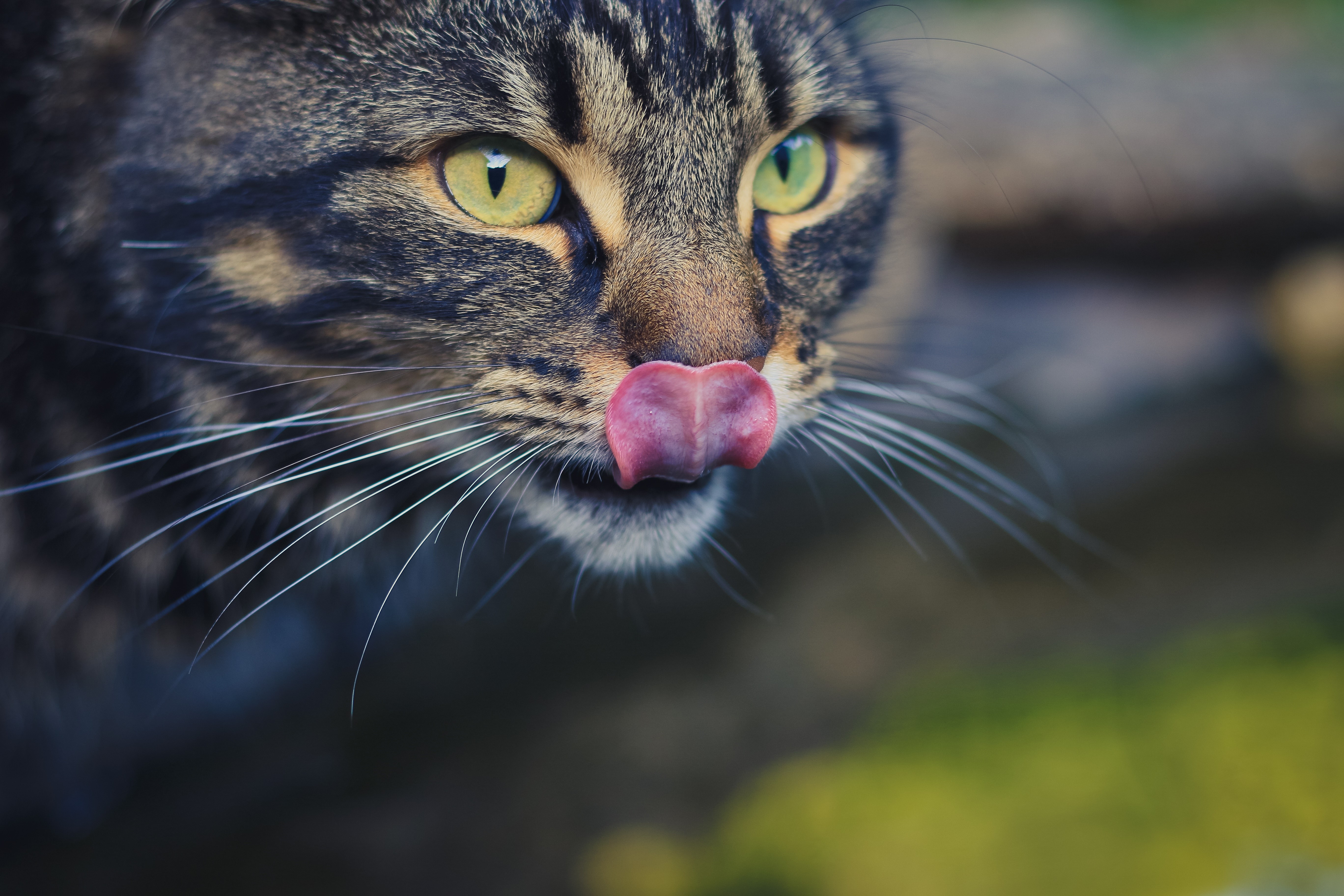 Close-up of a tabby cat licking its nose HD Wallpaper