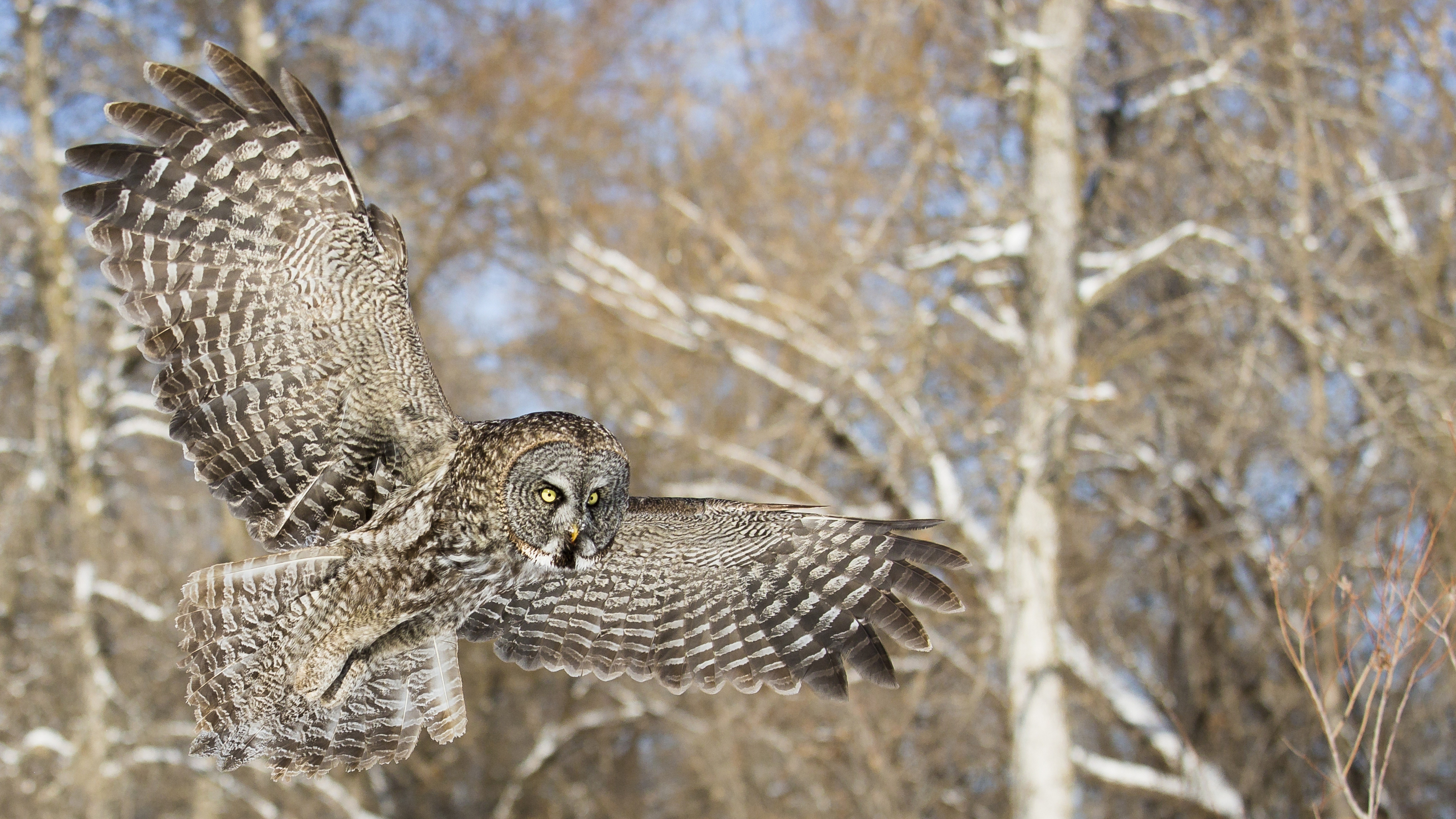 Great Gray Owl in Flight HD Wallpaper