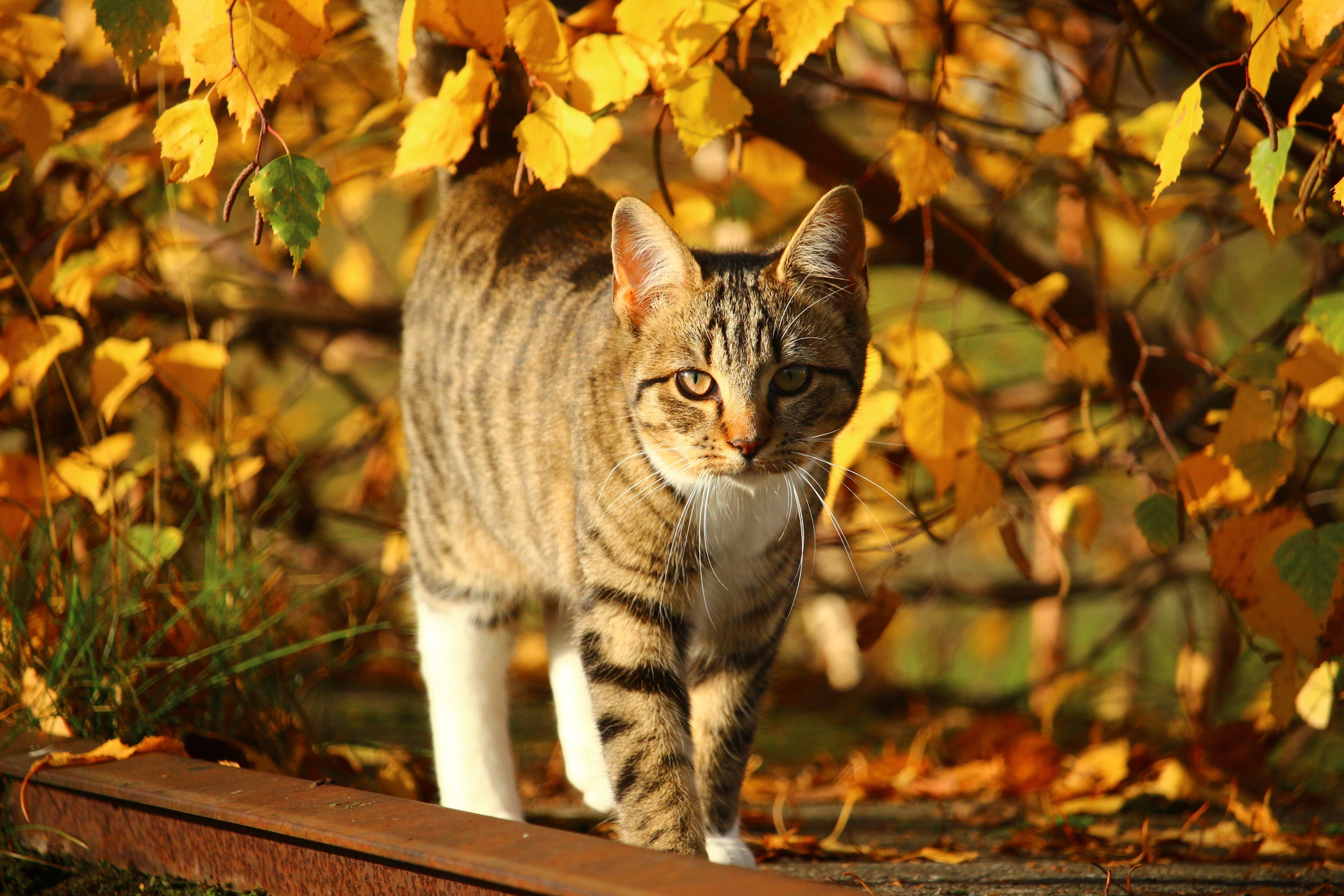 Tabby cat in autumn leaves HD Wallpaper