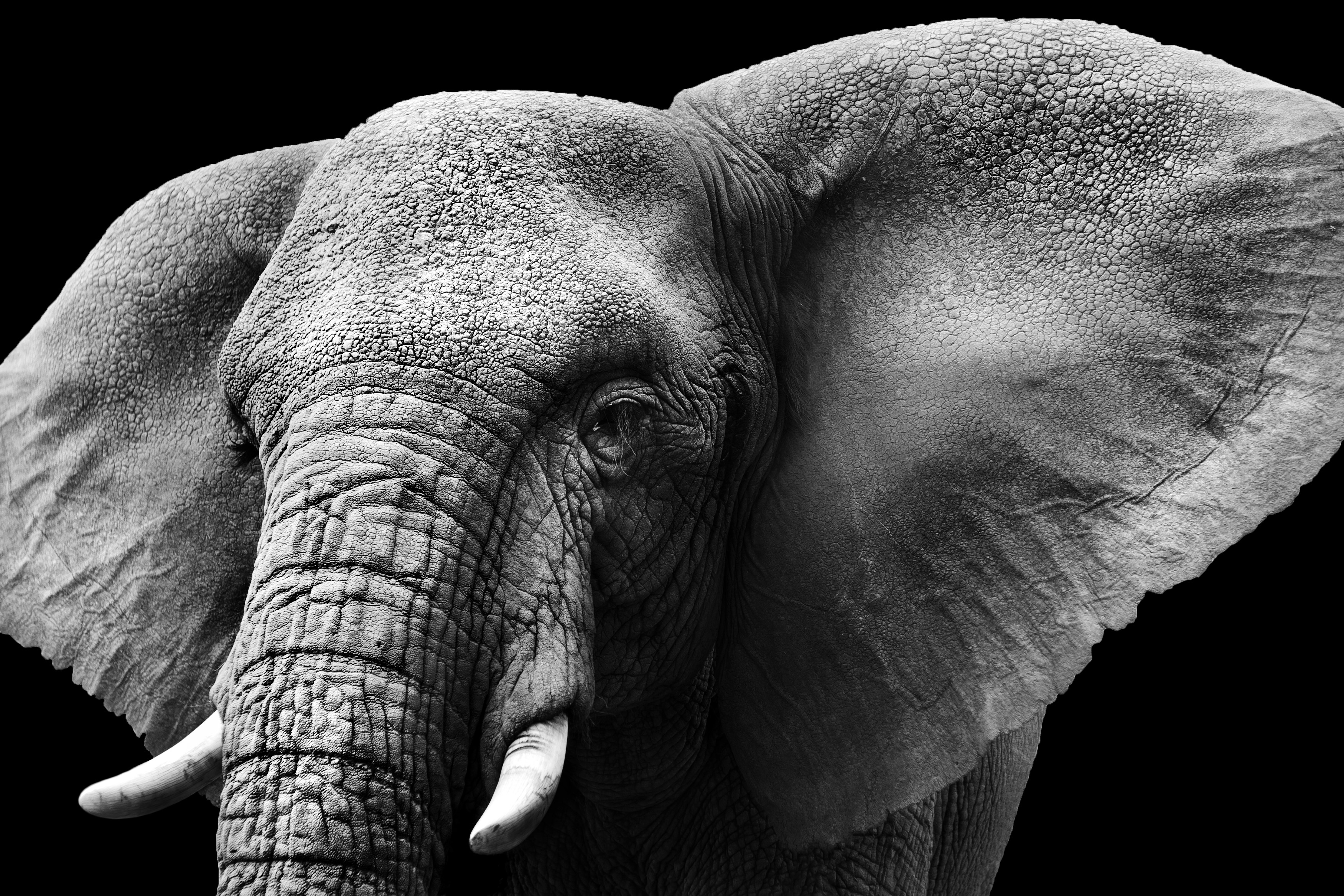 Close-up of an elephant's head with a black background HD Wallpaper