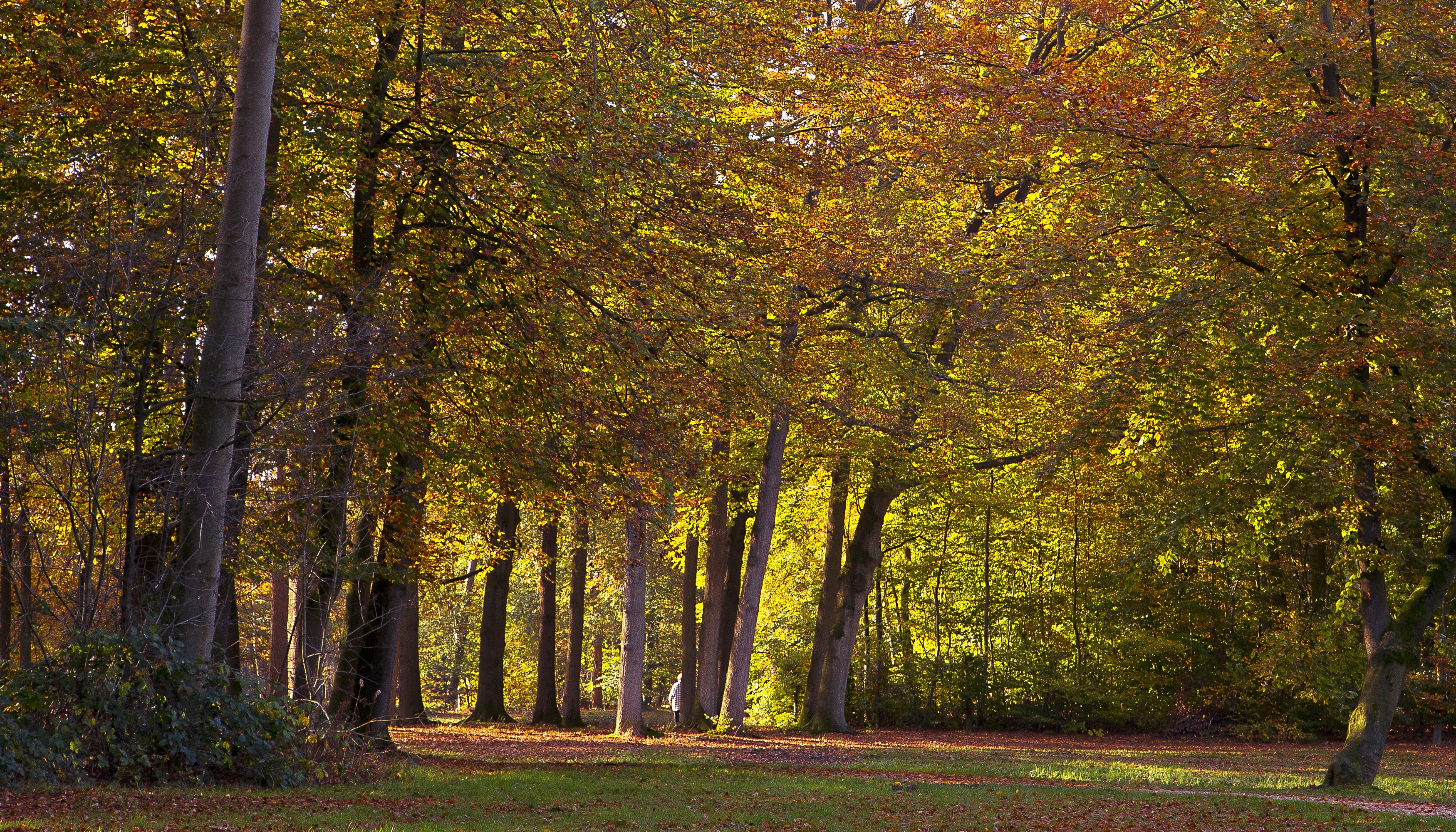 Autumn forest in Baarn, Netherlands HD Wallpaper