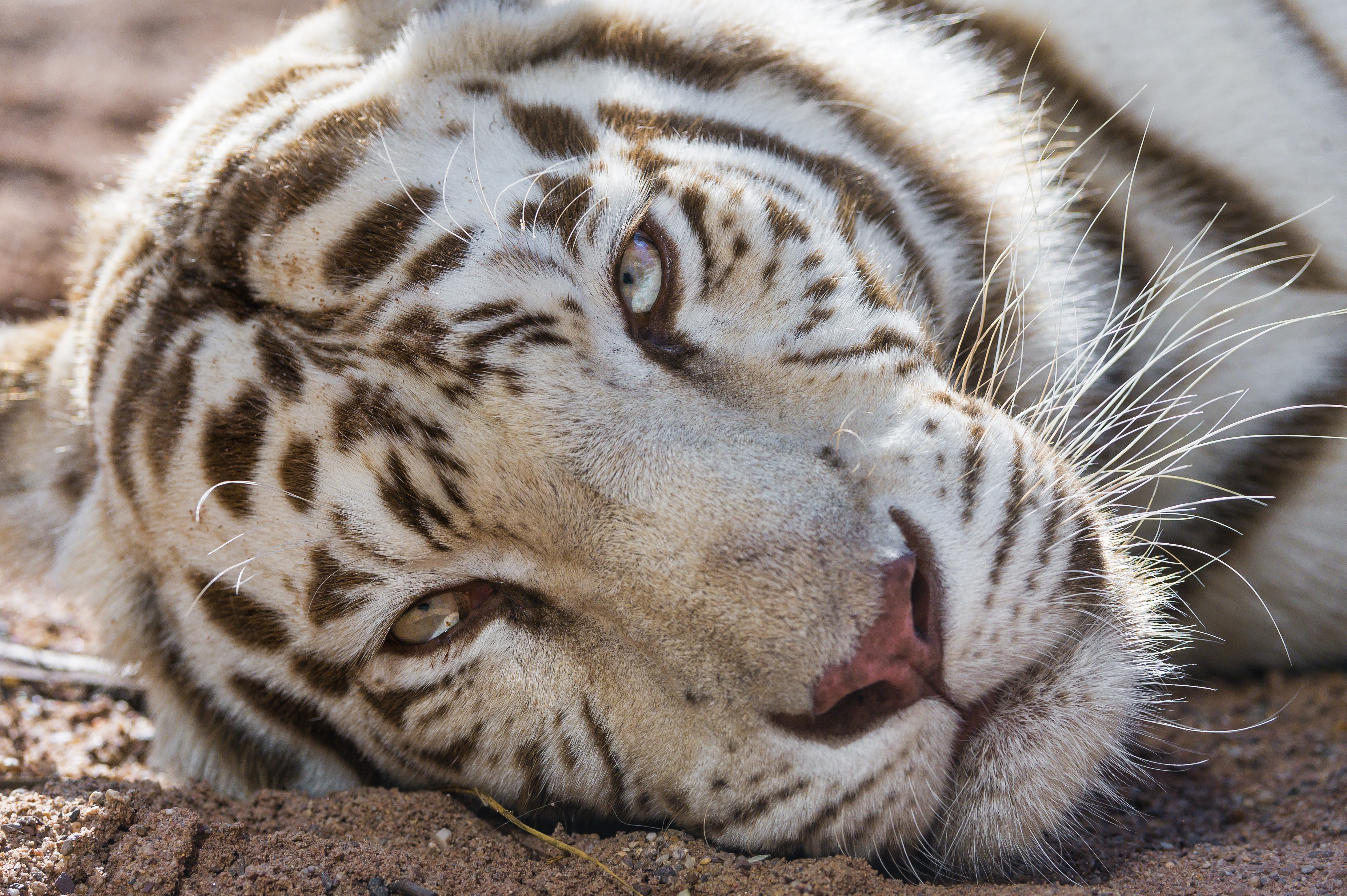 White Tiger Lying Down HD Wallpaper