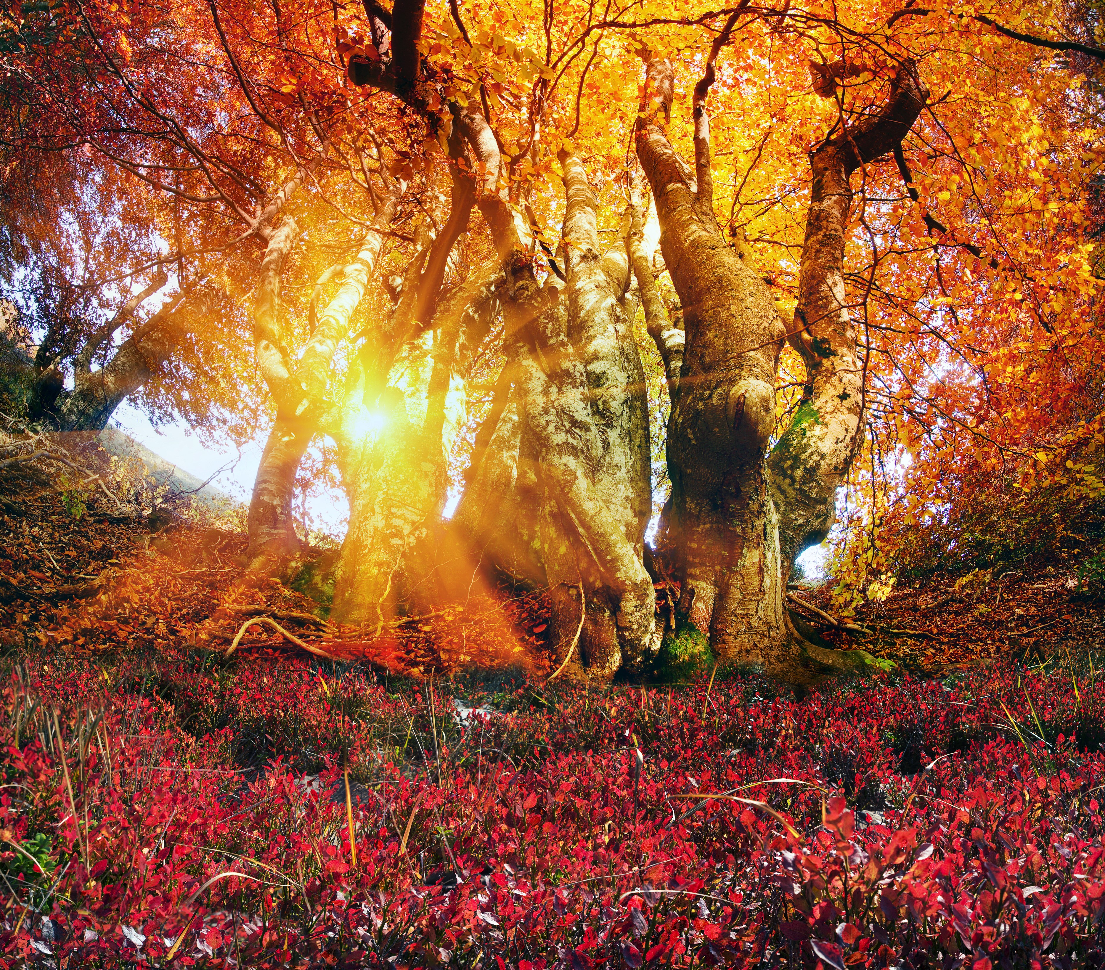 Sunlight filtering through autumn trees in the Carpathians HD Wallpaper