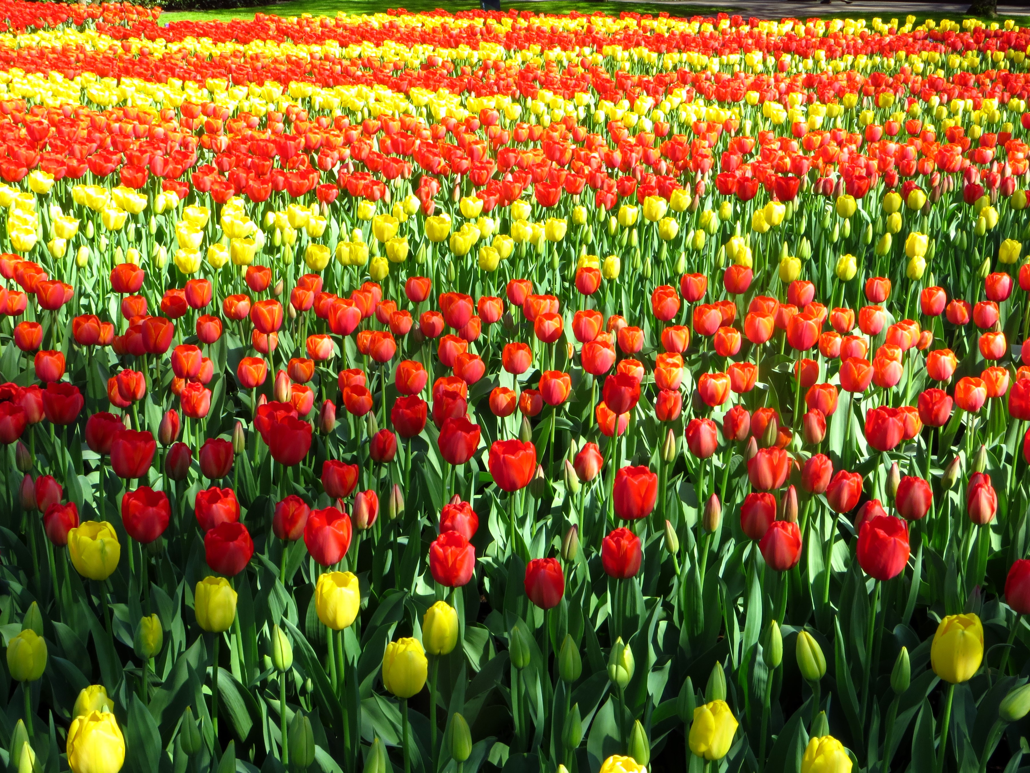 Field of Red and Yellow Tulips HD Wallpaper
