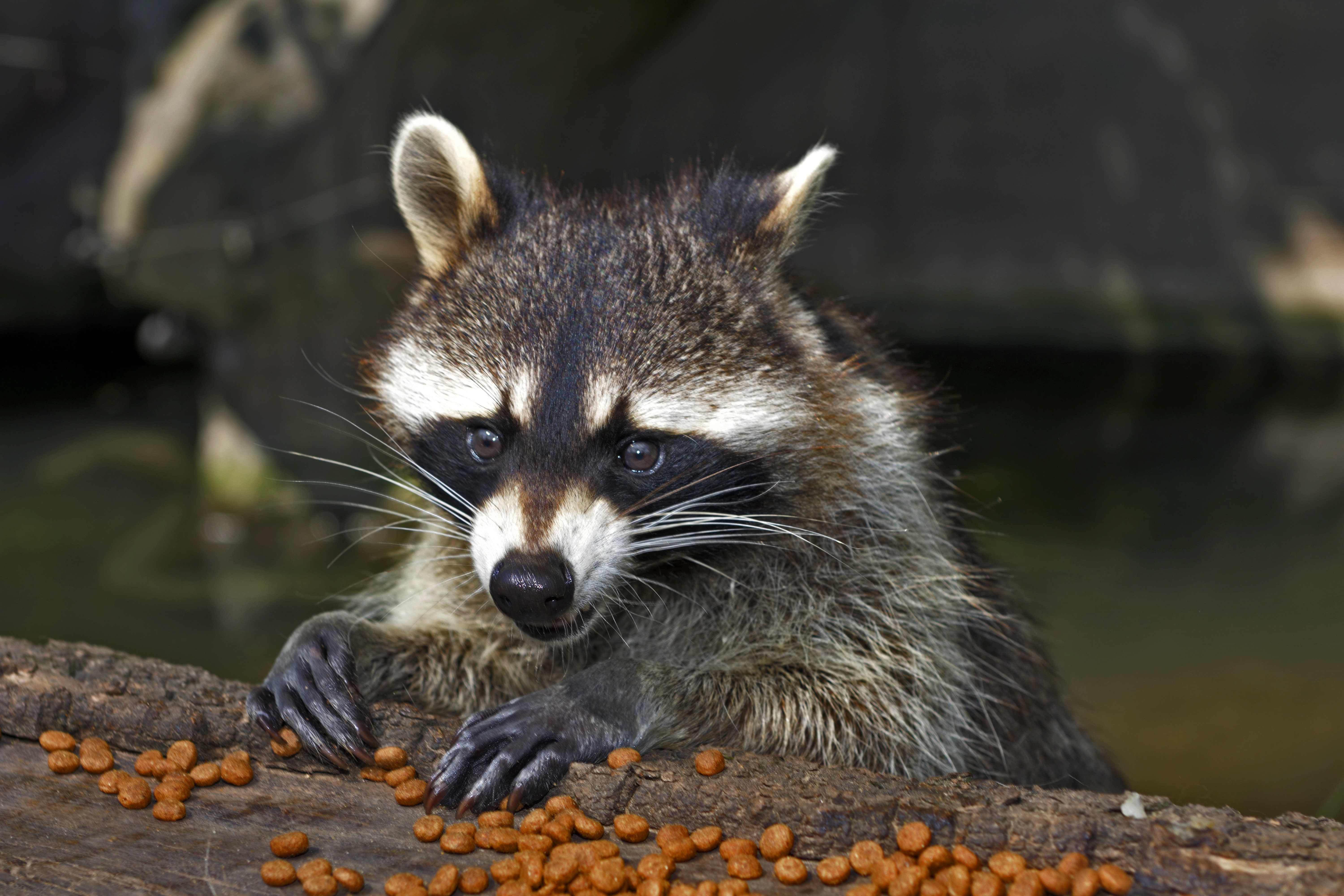 Raccoon with food on a log HD Wallpaper