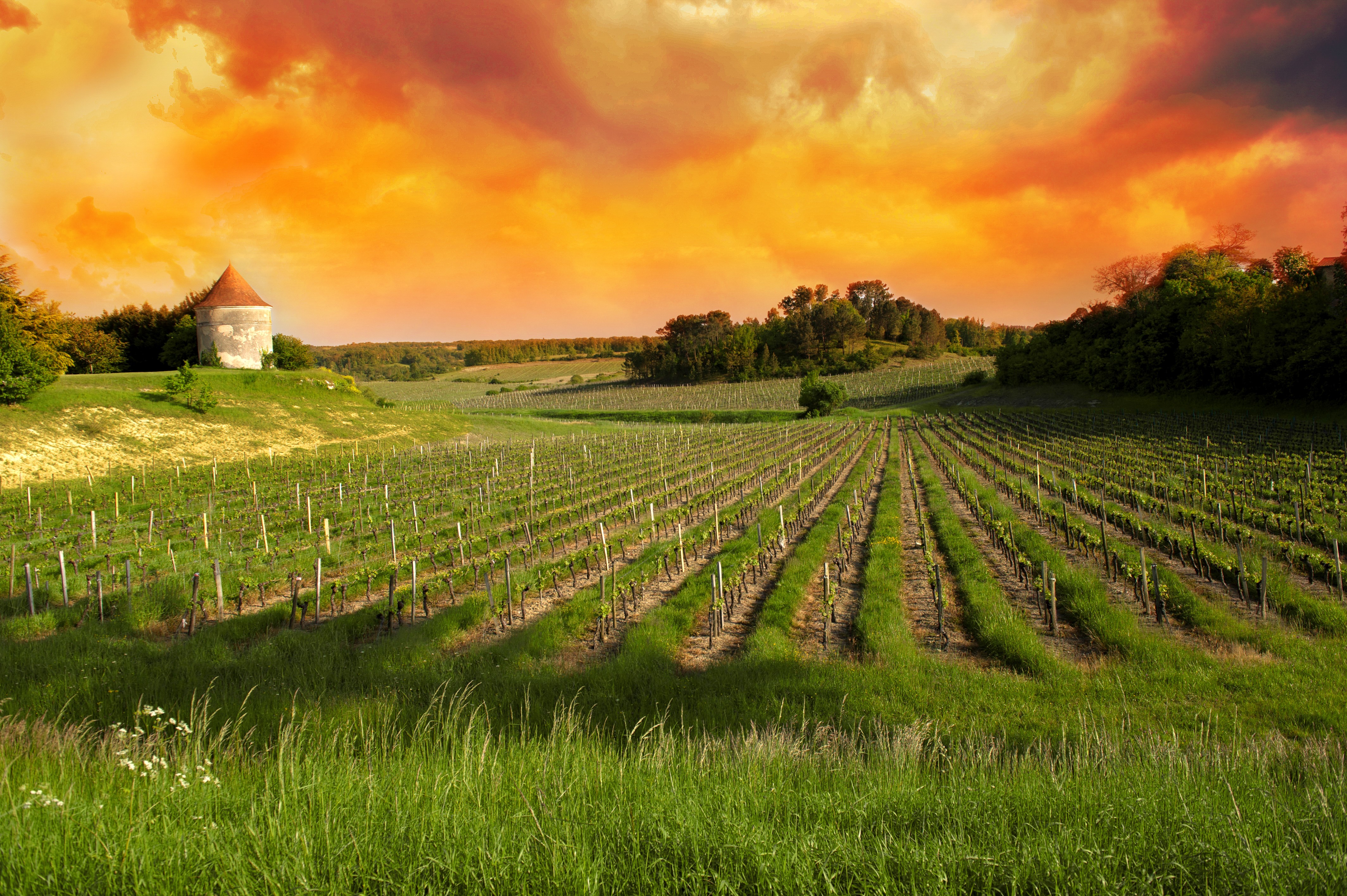 4K Vineyards of Saint Emilion Bordeaux France Scenery HD Wallpaper