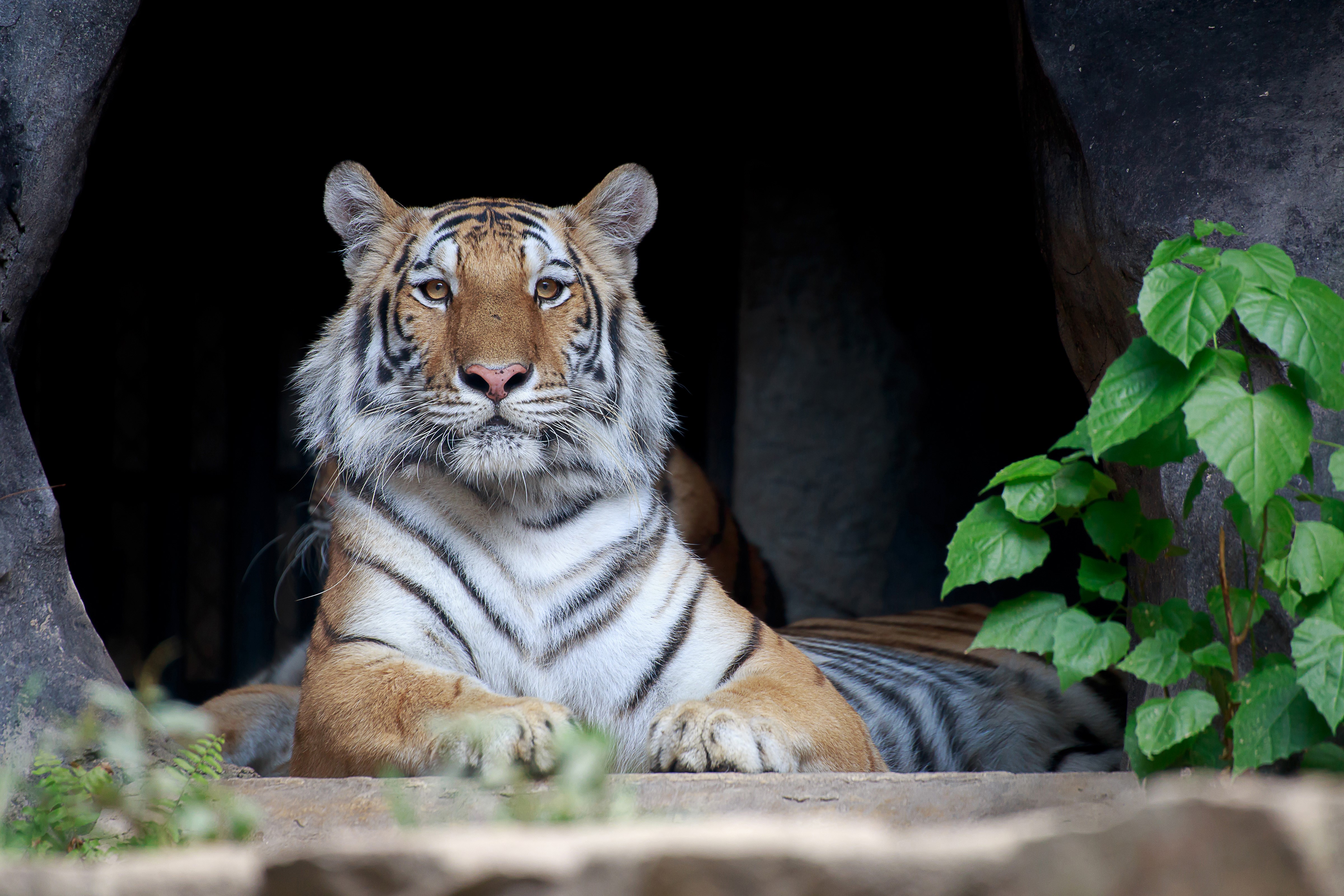 Tiger in a cave entrance HD Wallpaper
