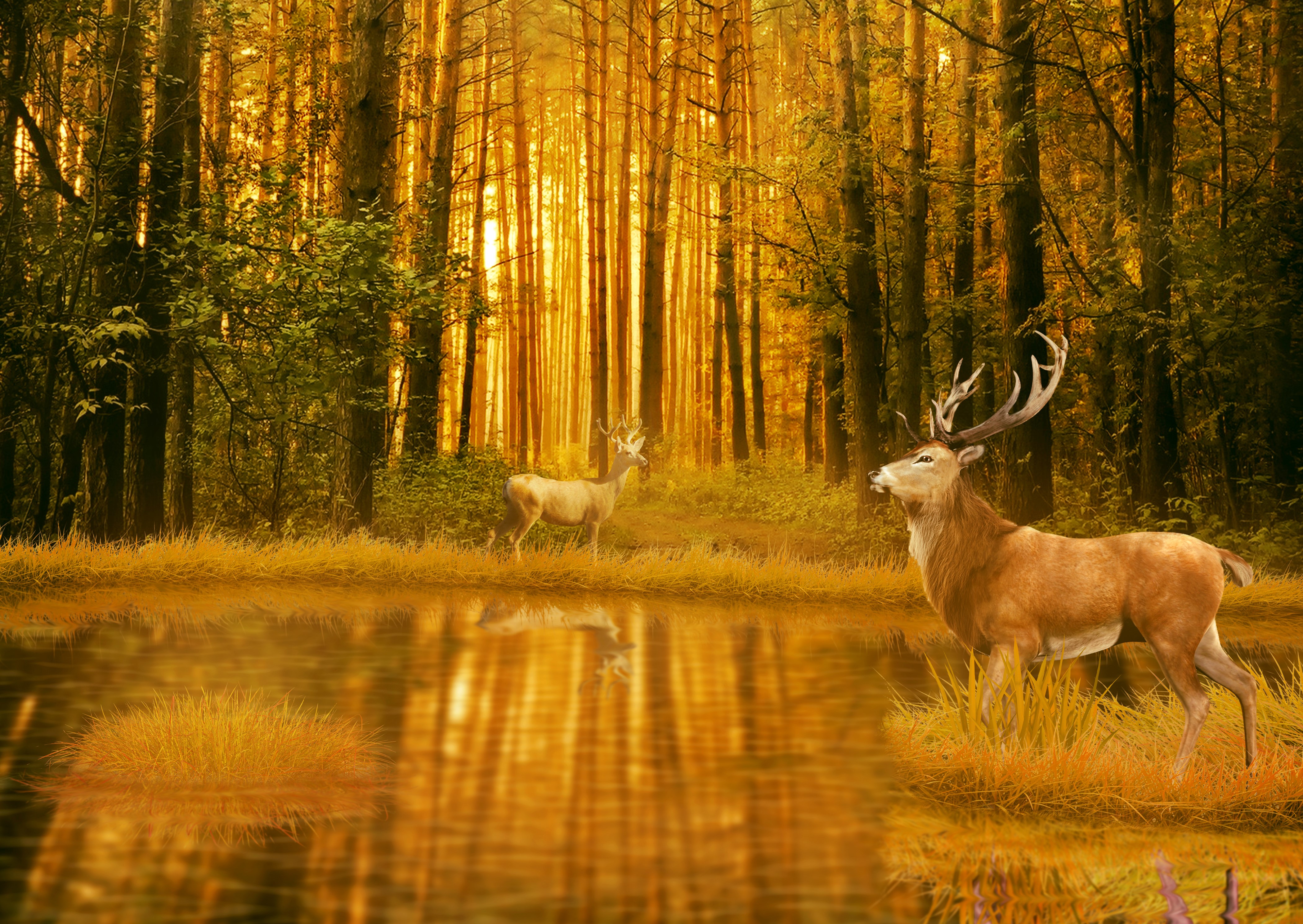 Deer by the Water in a Forest HD Wallpaper