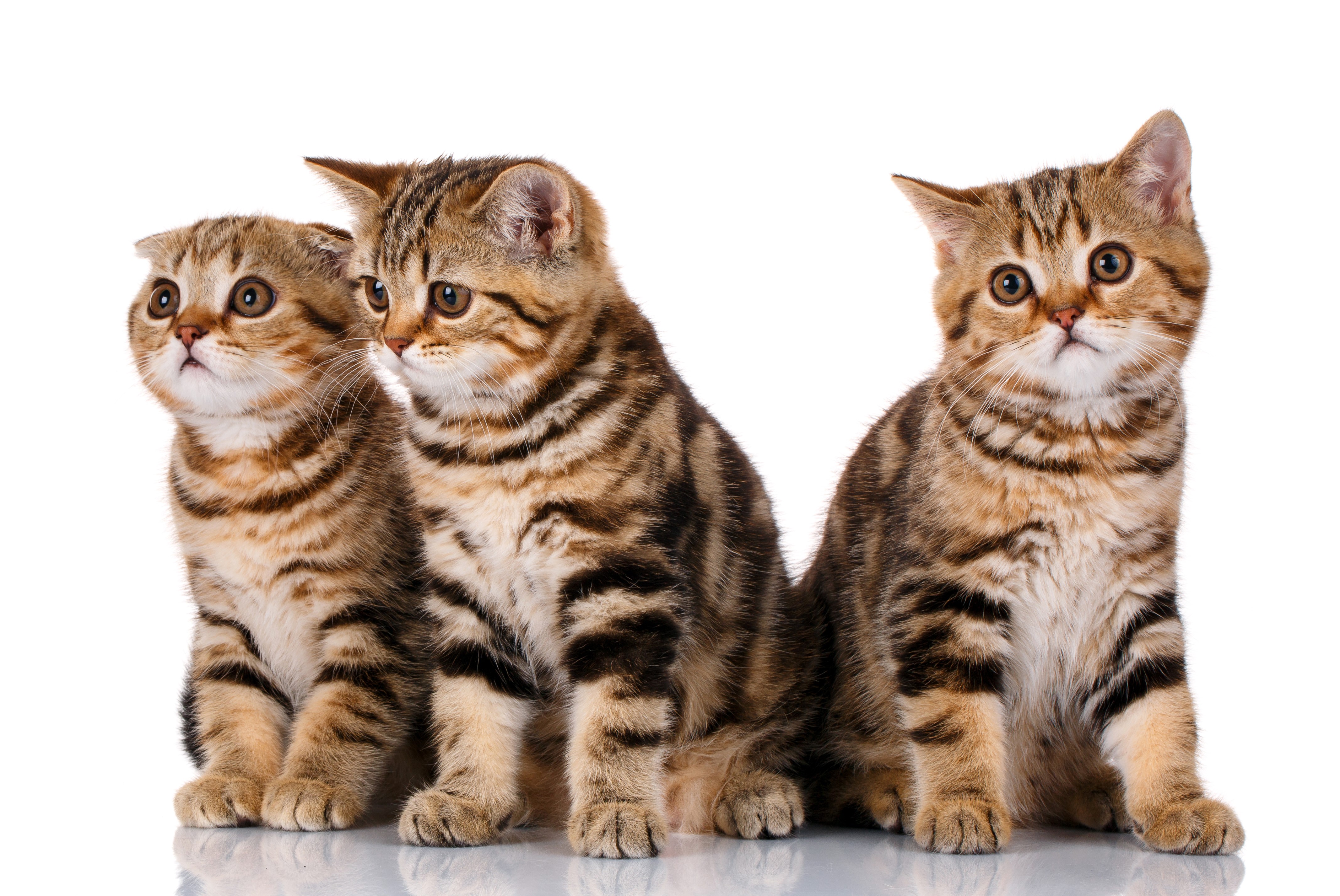 Three Tabby Kittens on White Background HD Wallpaper