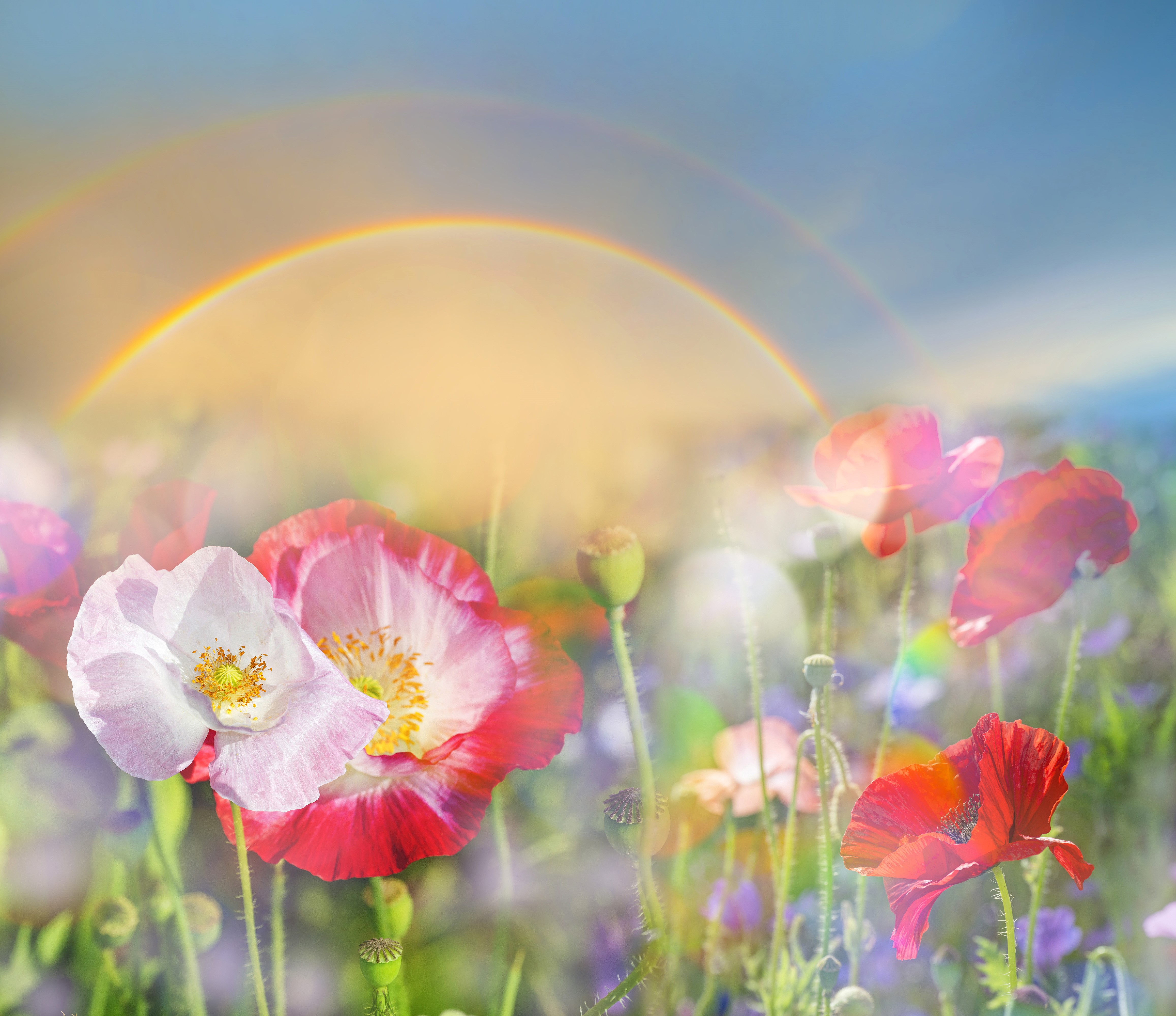Poppies and Rainbow in a Field HD Wallpaper