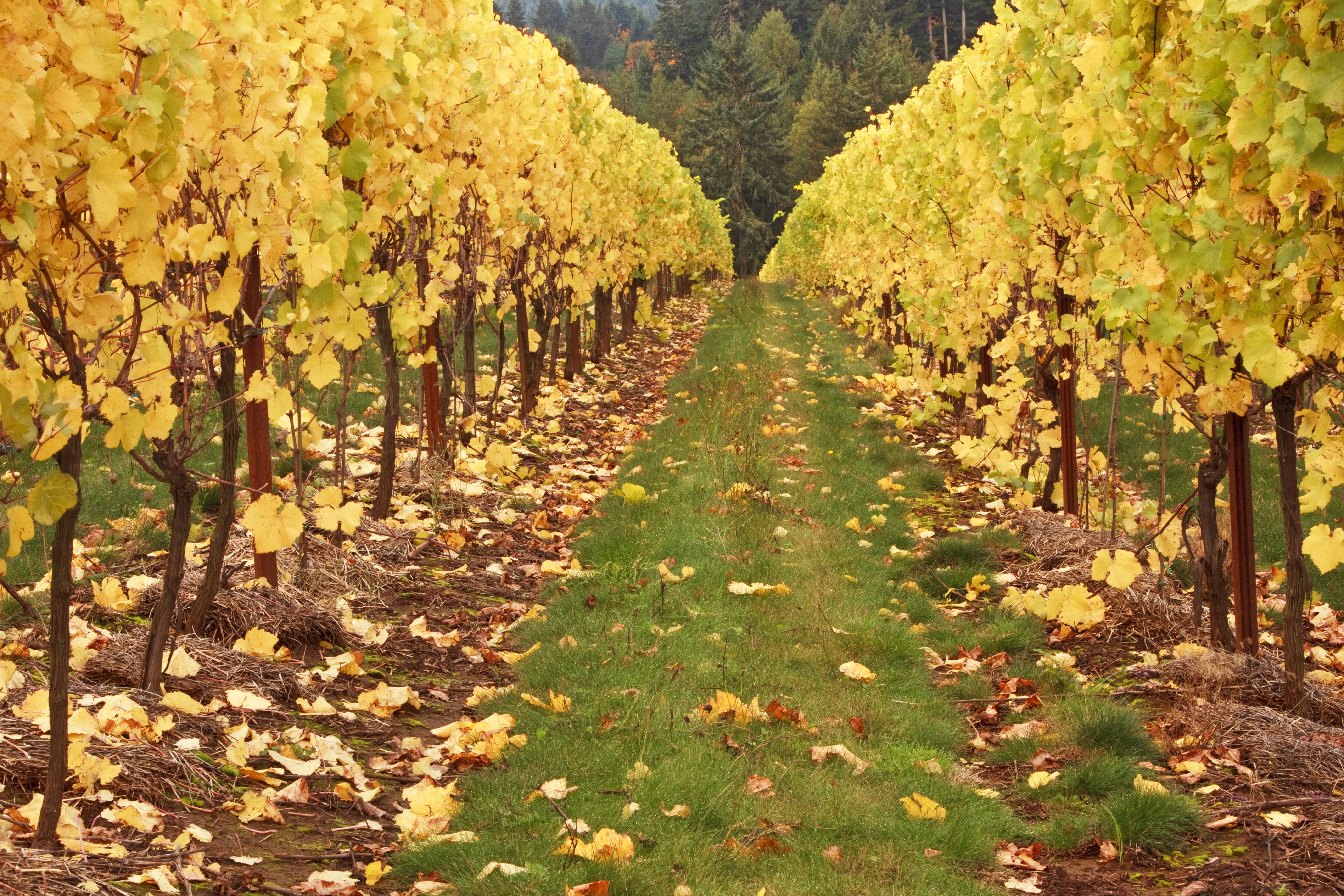 Autumn Vineyard with Yellow Leaves HD Wallpaper