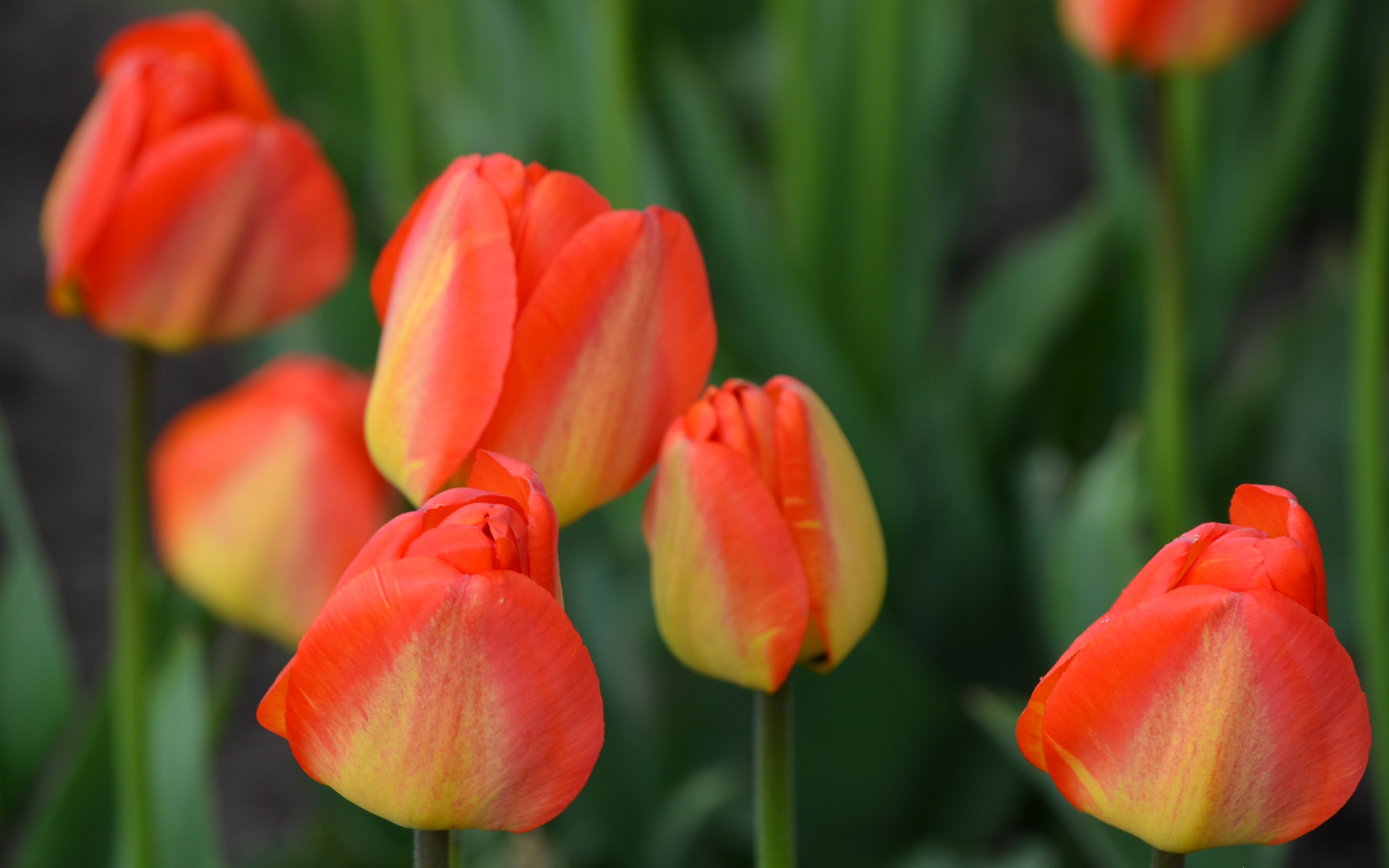 4K Tulips Closeup HD Wallpaper