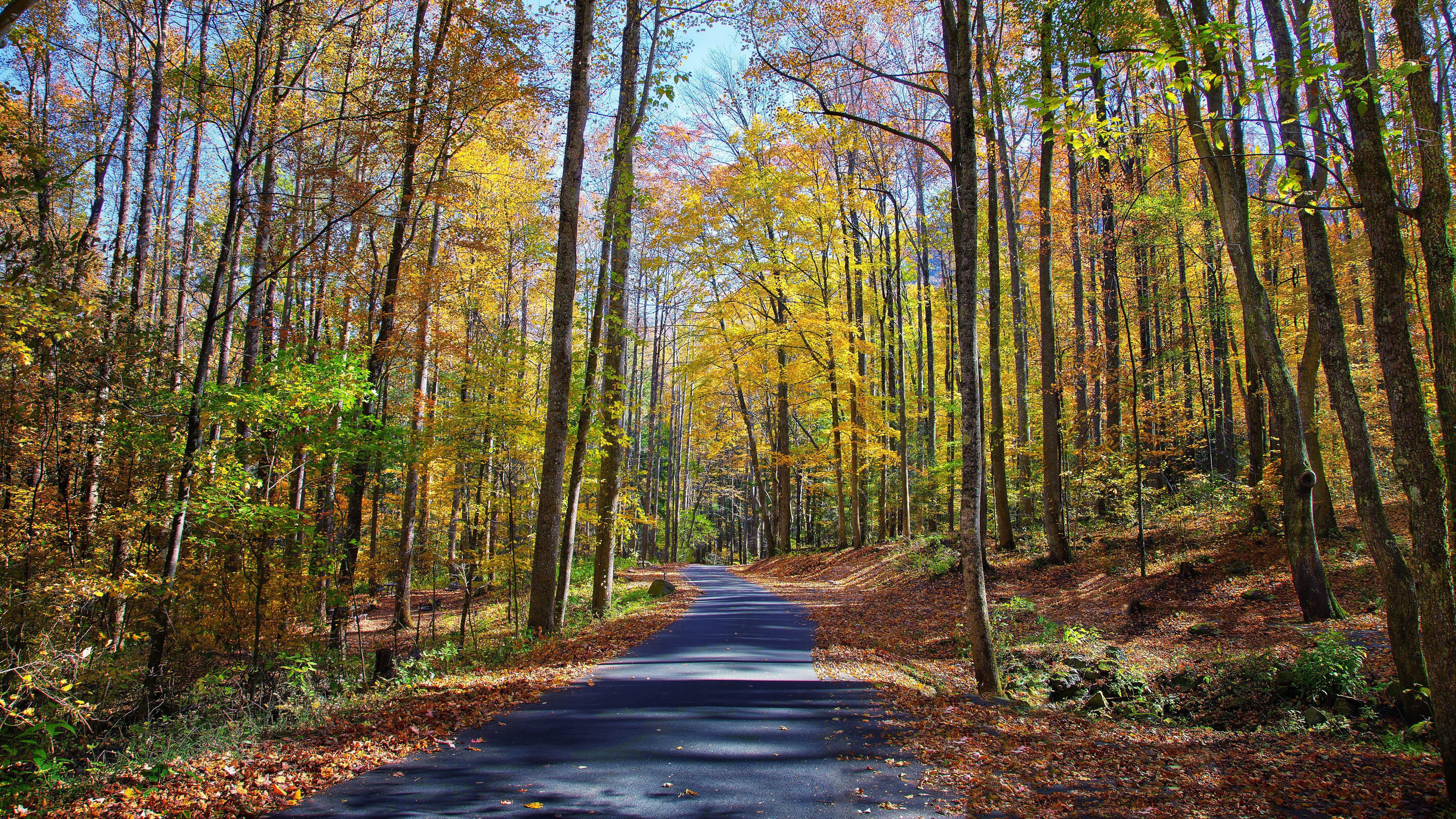 Autumn forest road with colorful foliage HD Wallpaper