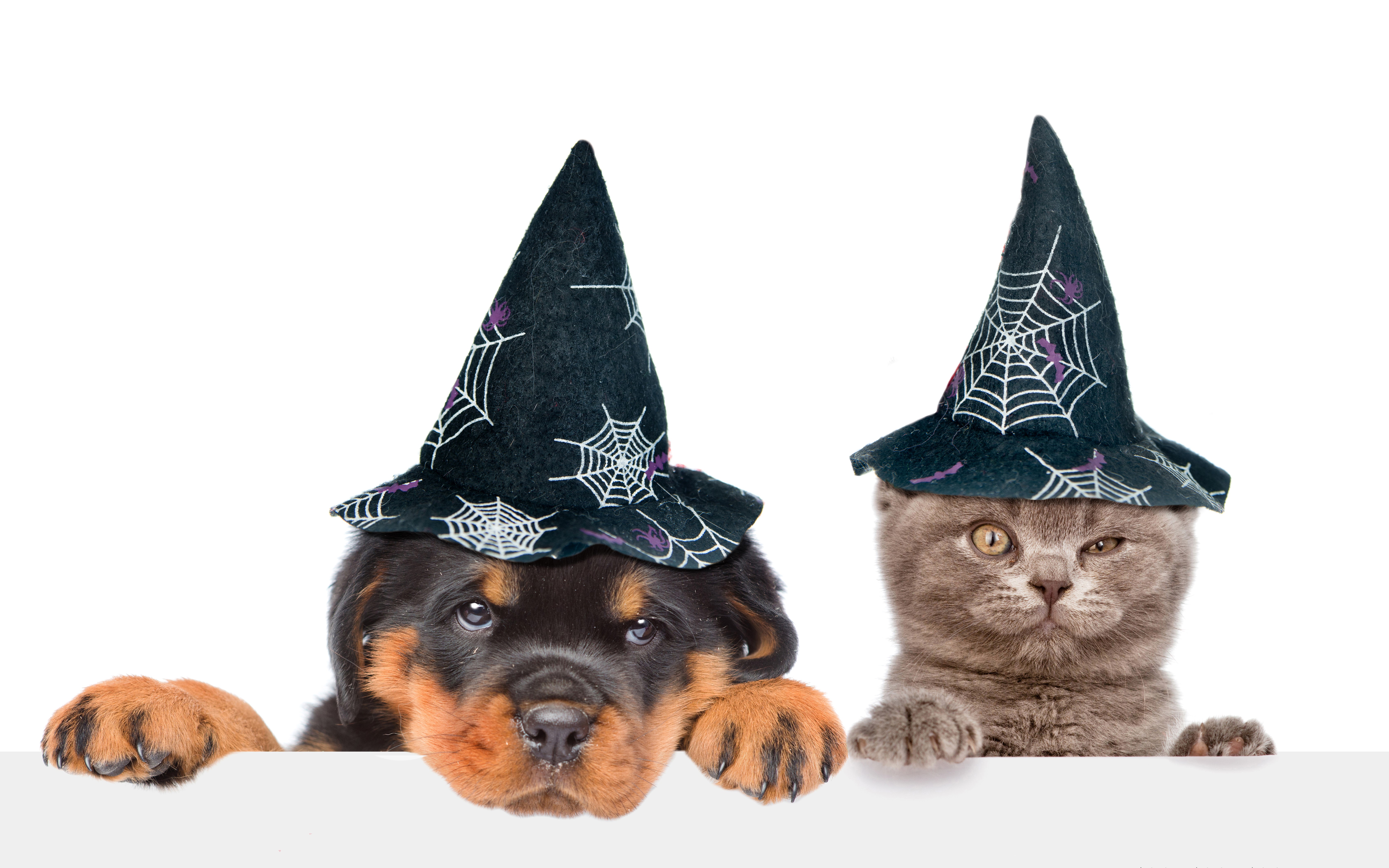 Puppy and kitten wearing Halloween witch hats HD Wallpaper
