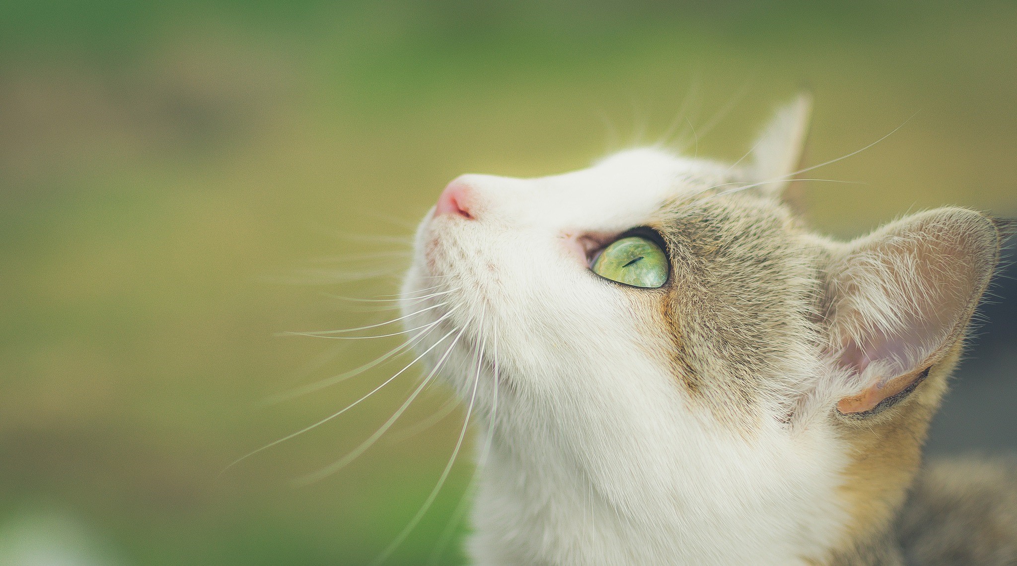 Close-up of a cat's head looking up HD Wallpaper