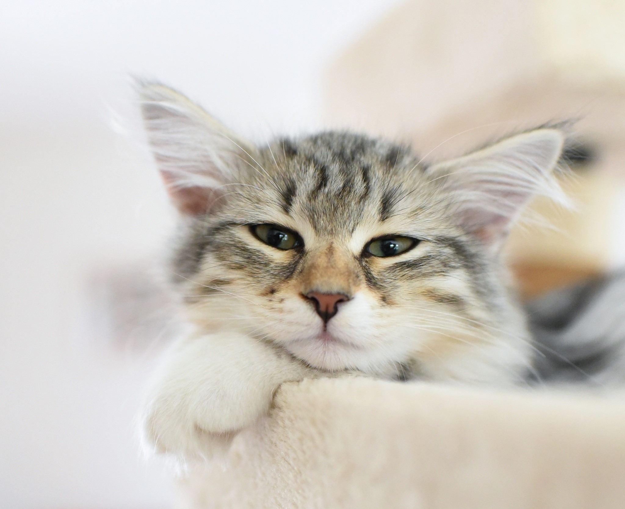 A kitten with tabby markings looking at the camera HD Wallpaper