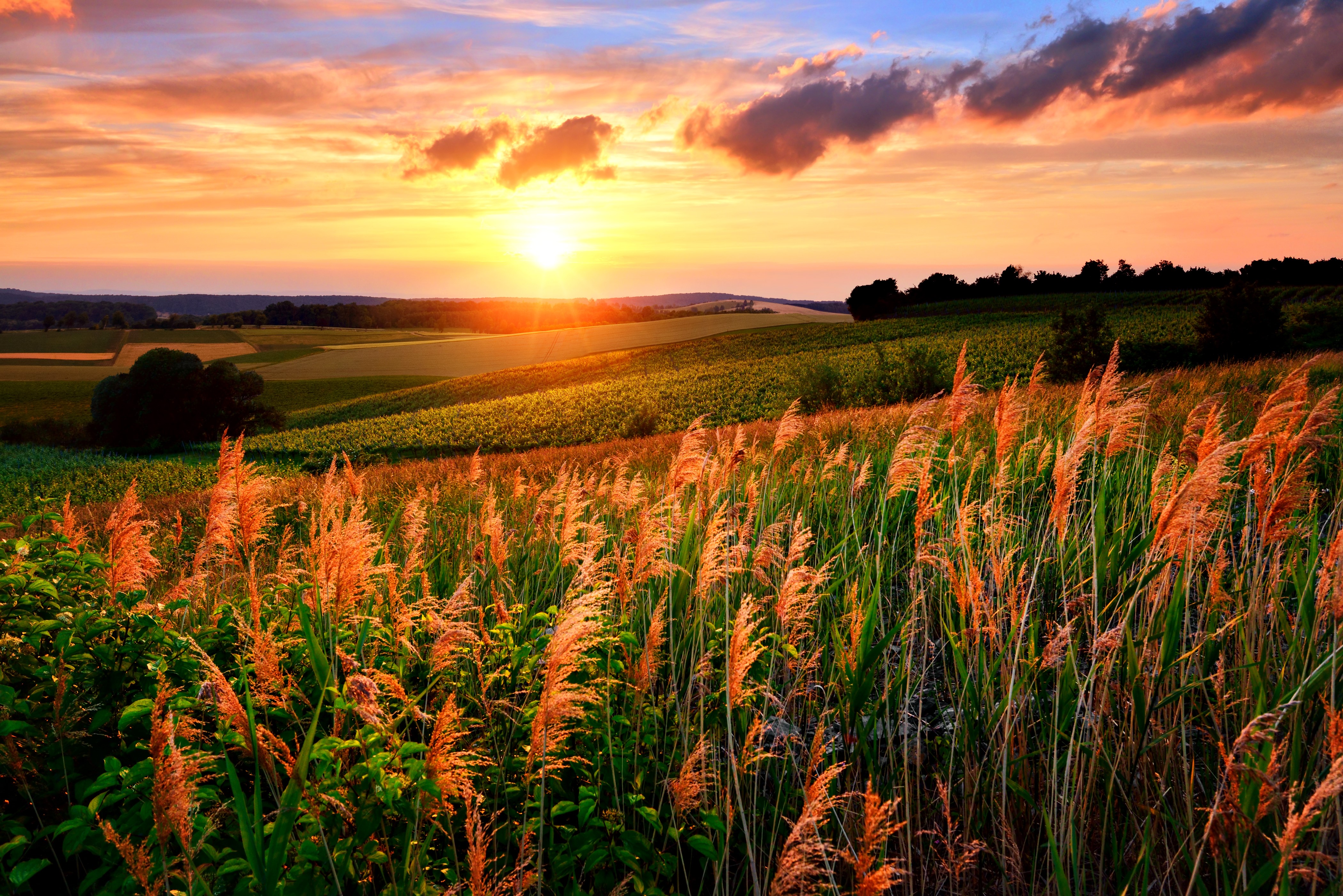 4K Scenery of Fields at Sunset HD Wallpaper