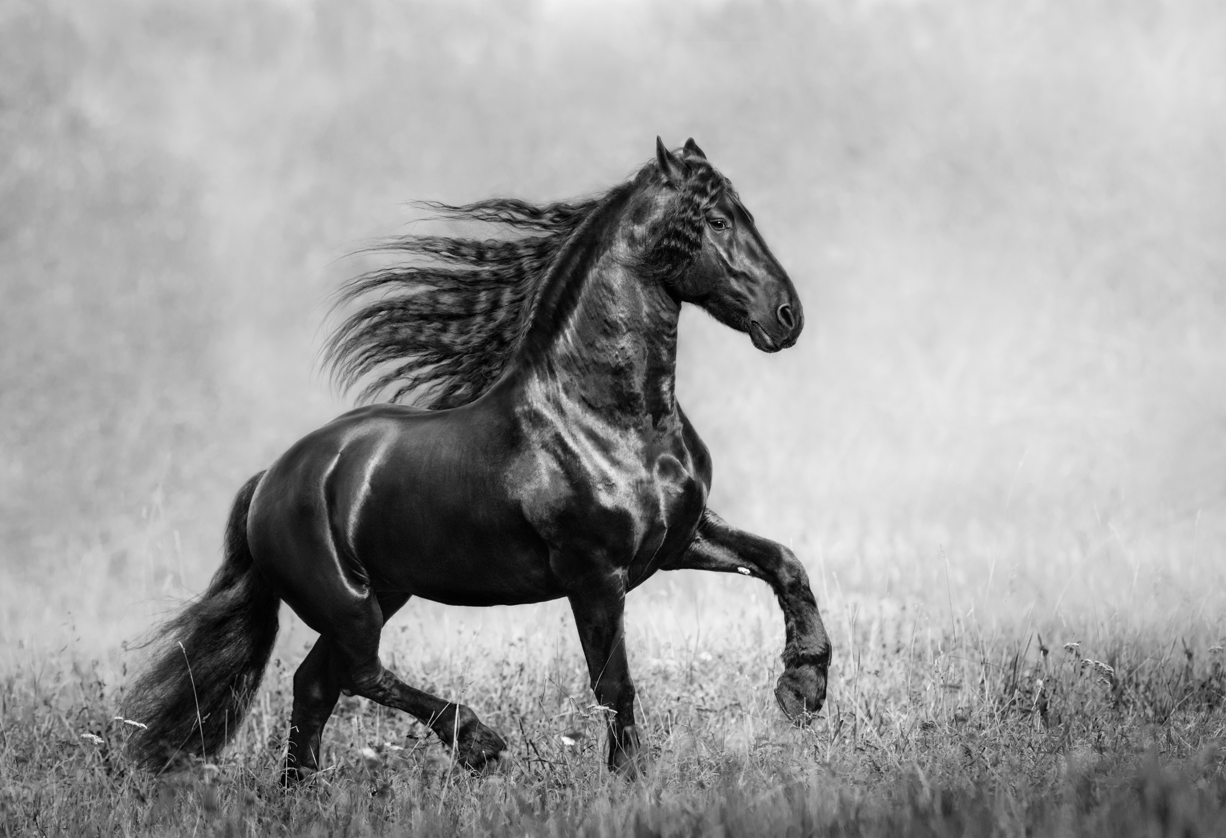 4K Black Friesian Horse Running HD Wallpaper