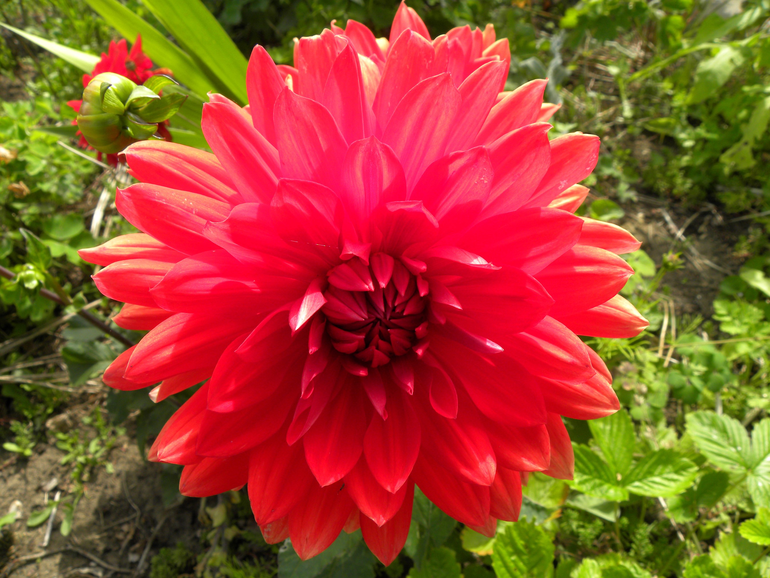 Red Dahlia flower in bloom HD Wallpaper