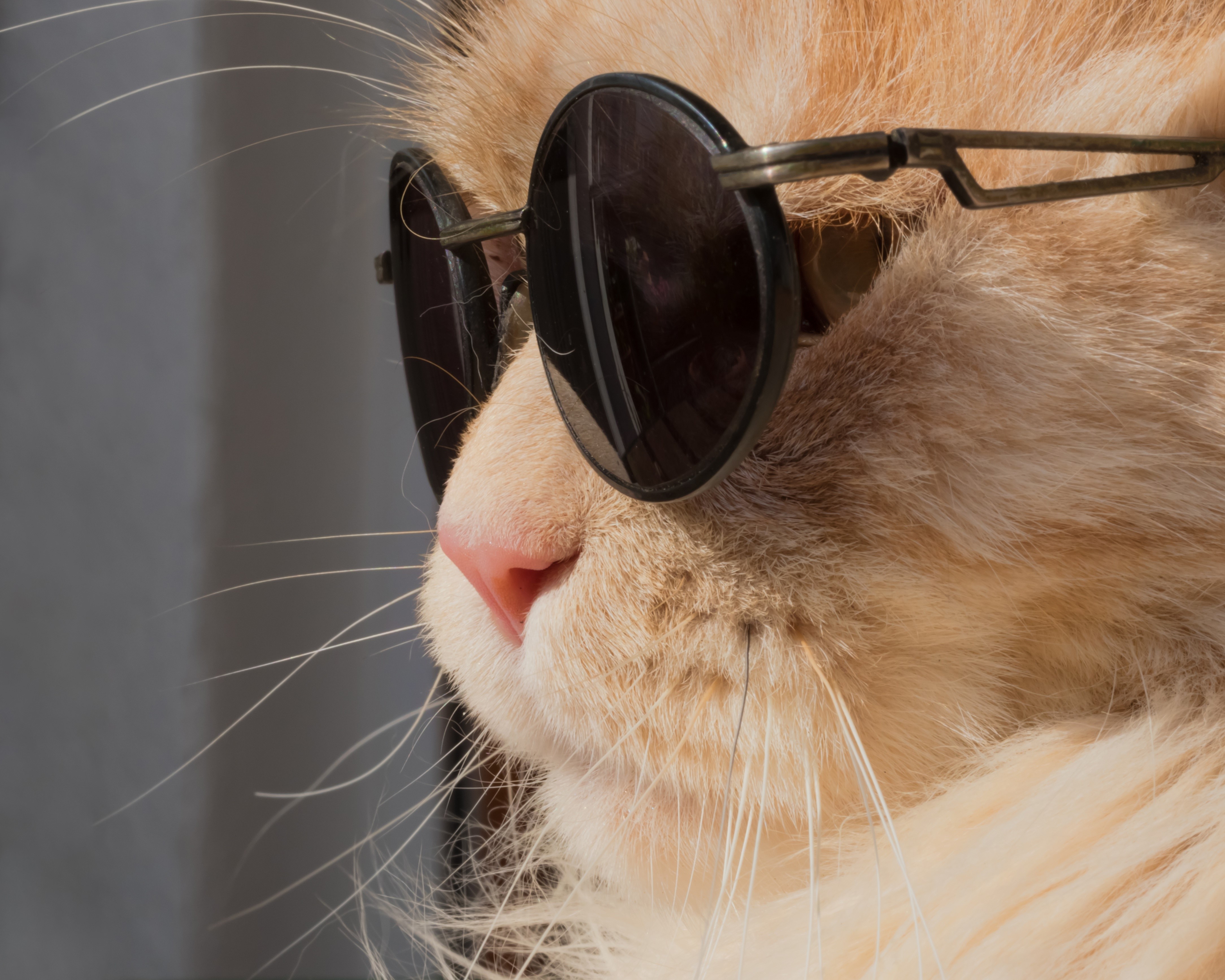 Ginger cat wearing sunglasses HD Wallpaper