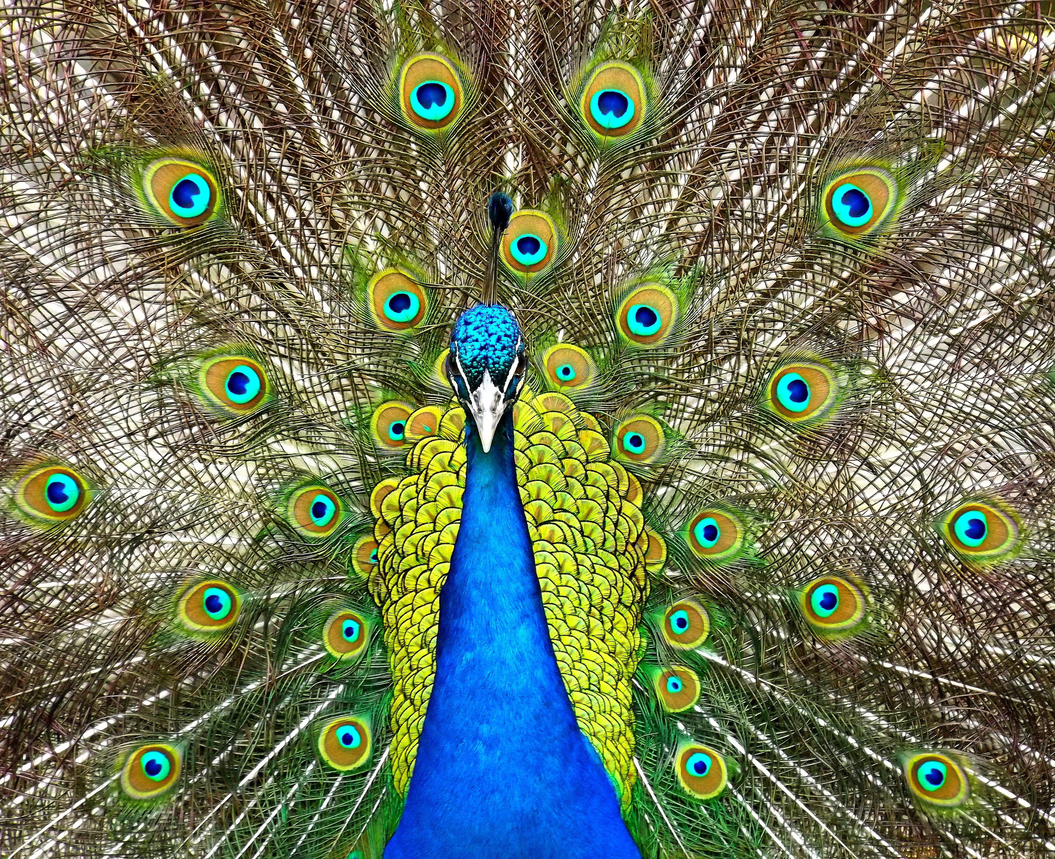 Peacock displaying its feathers HD Wallpaper