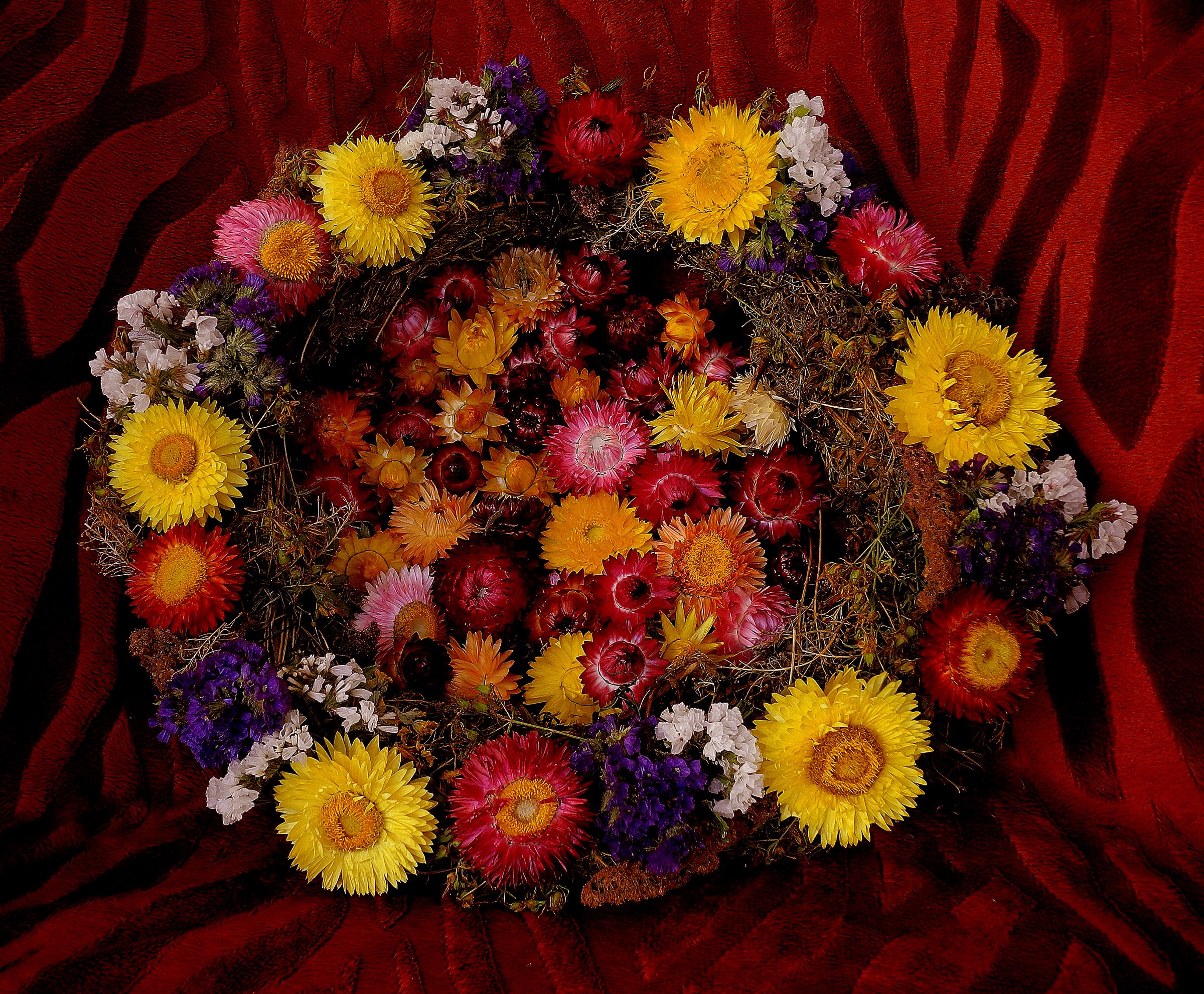Wreath of dried strawflowers and statice HD Wallpaper