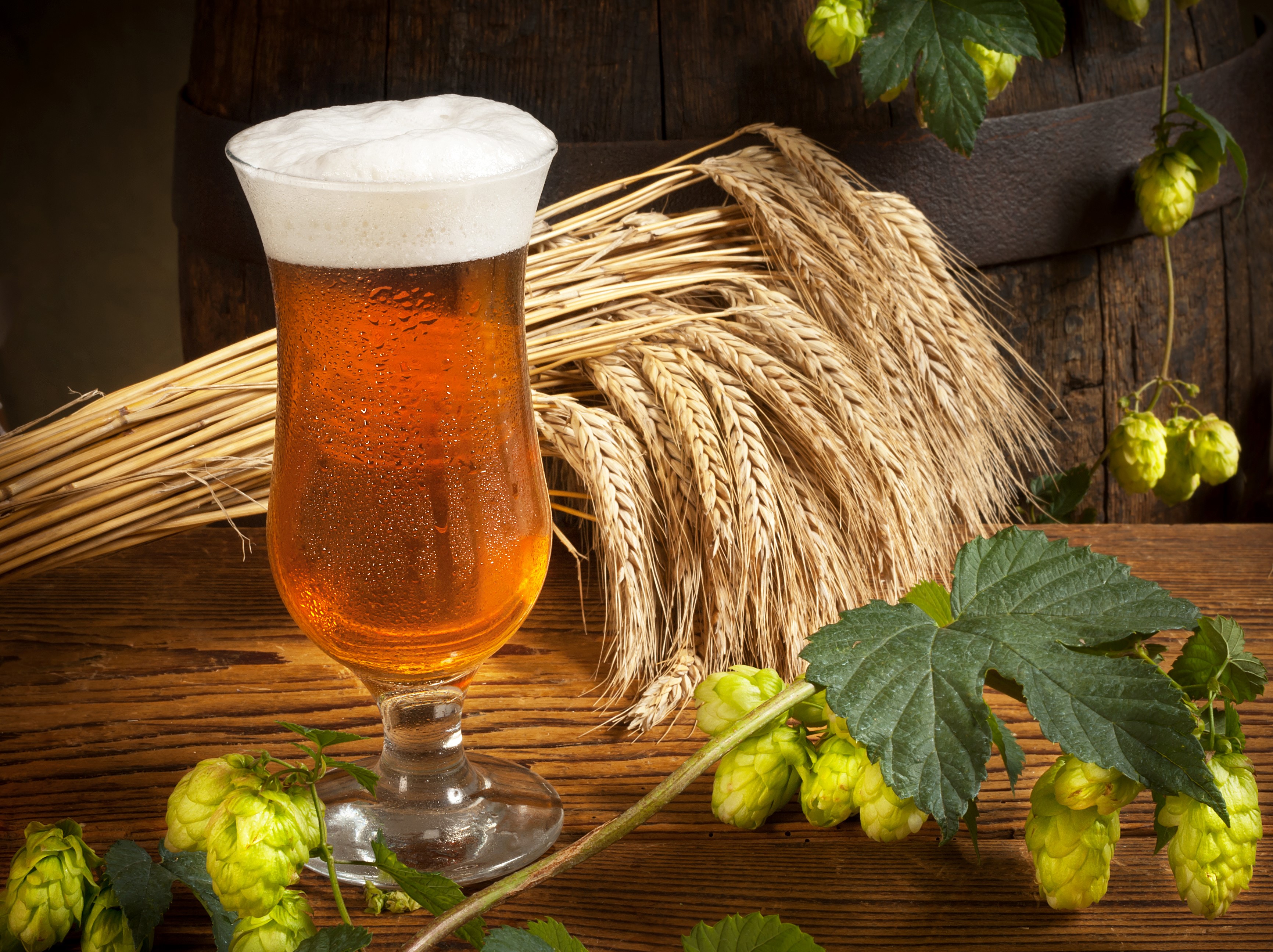 Glass of beer with wheat and hops HD Wallpaper