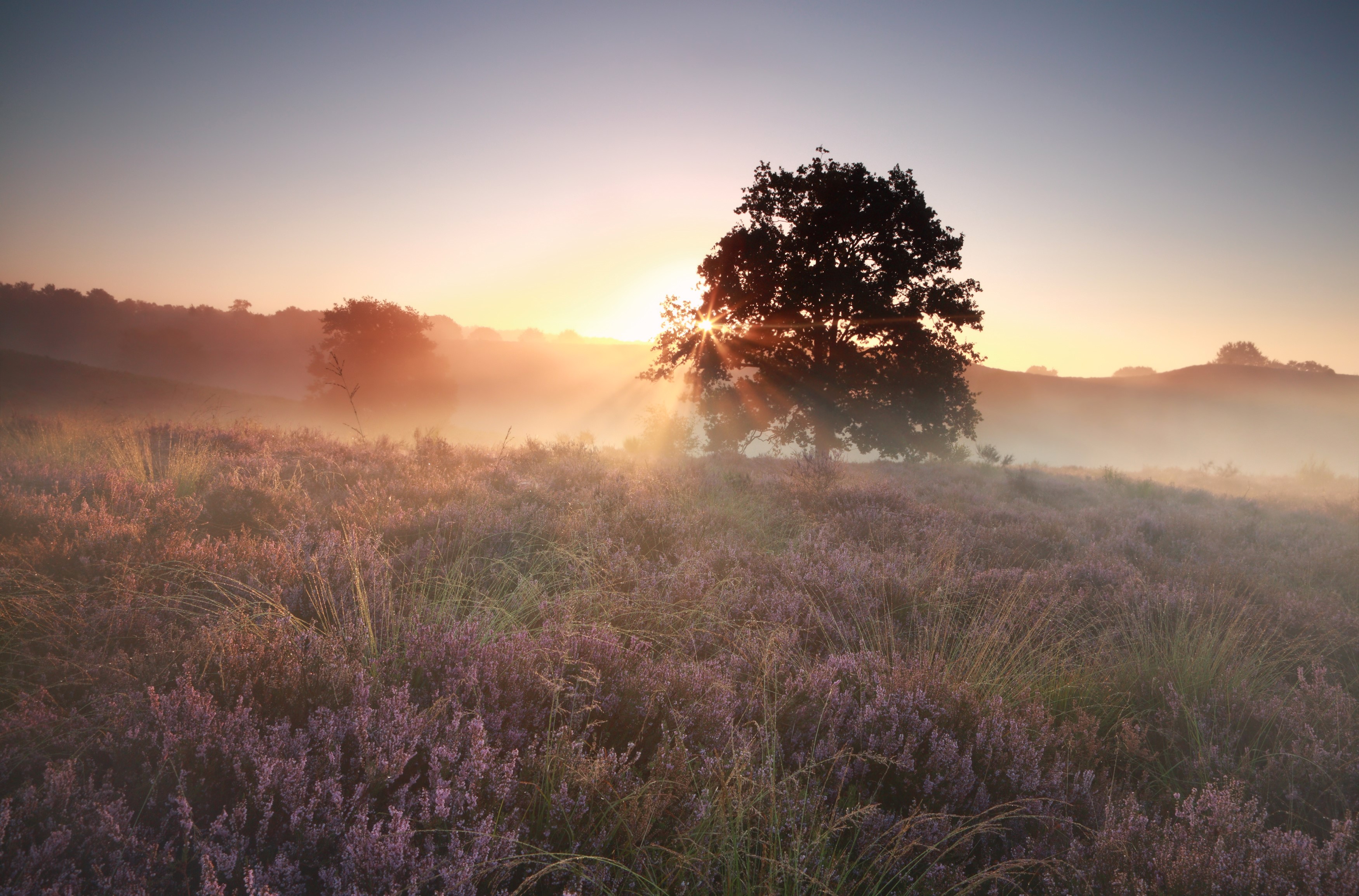 Misty sunrise over heather field with silhouetted tree HD Wallpaper