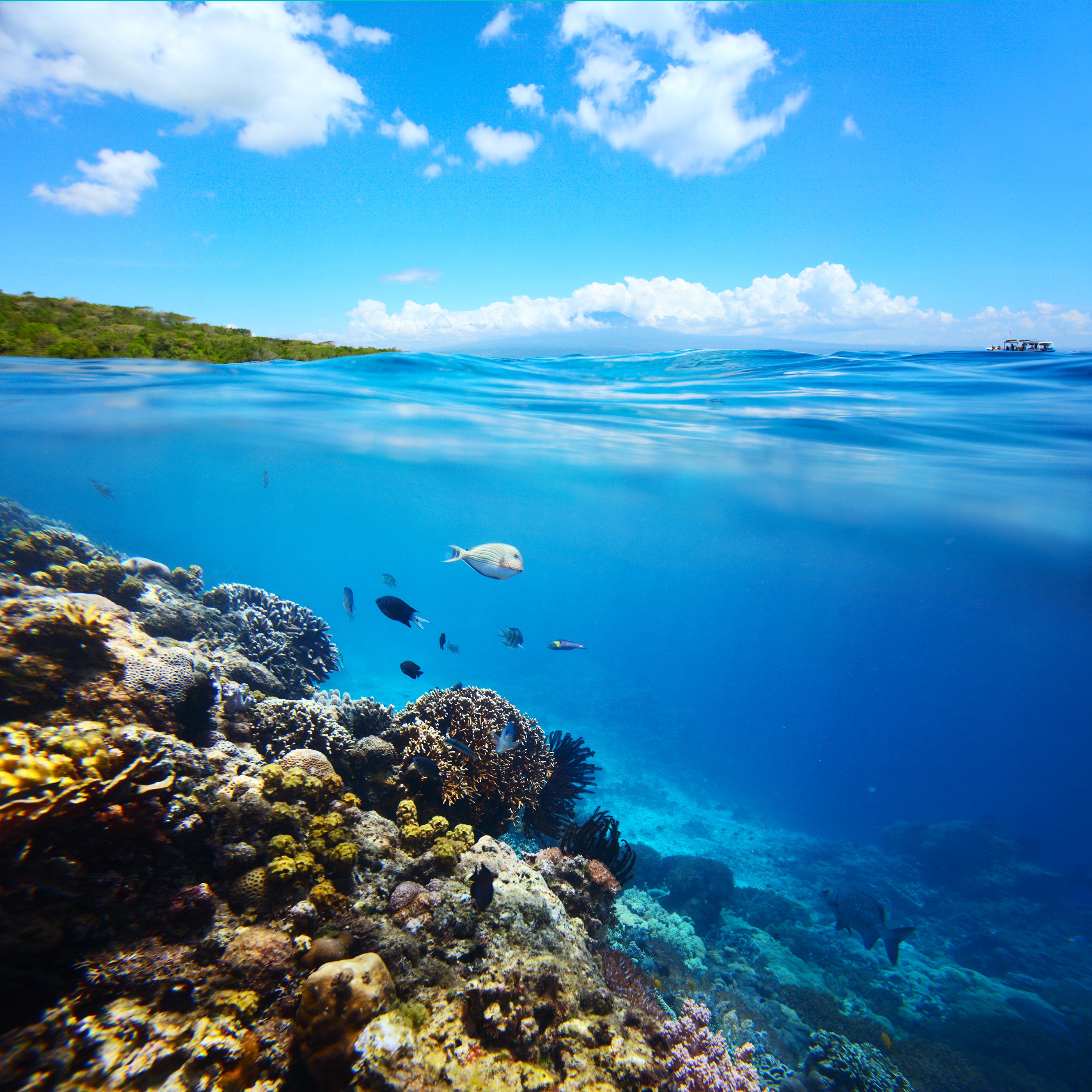 Underwater coral reef with fish and blue sky HD Wallpaper