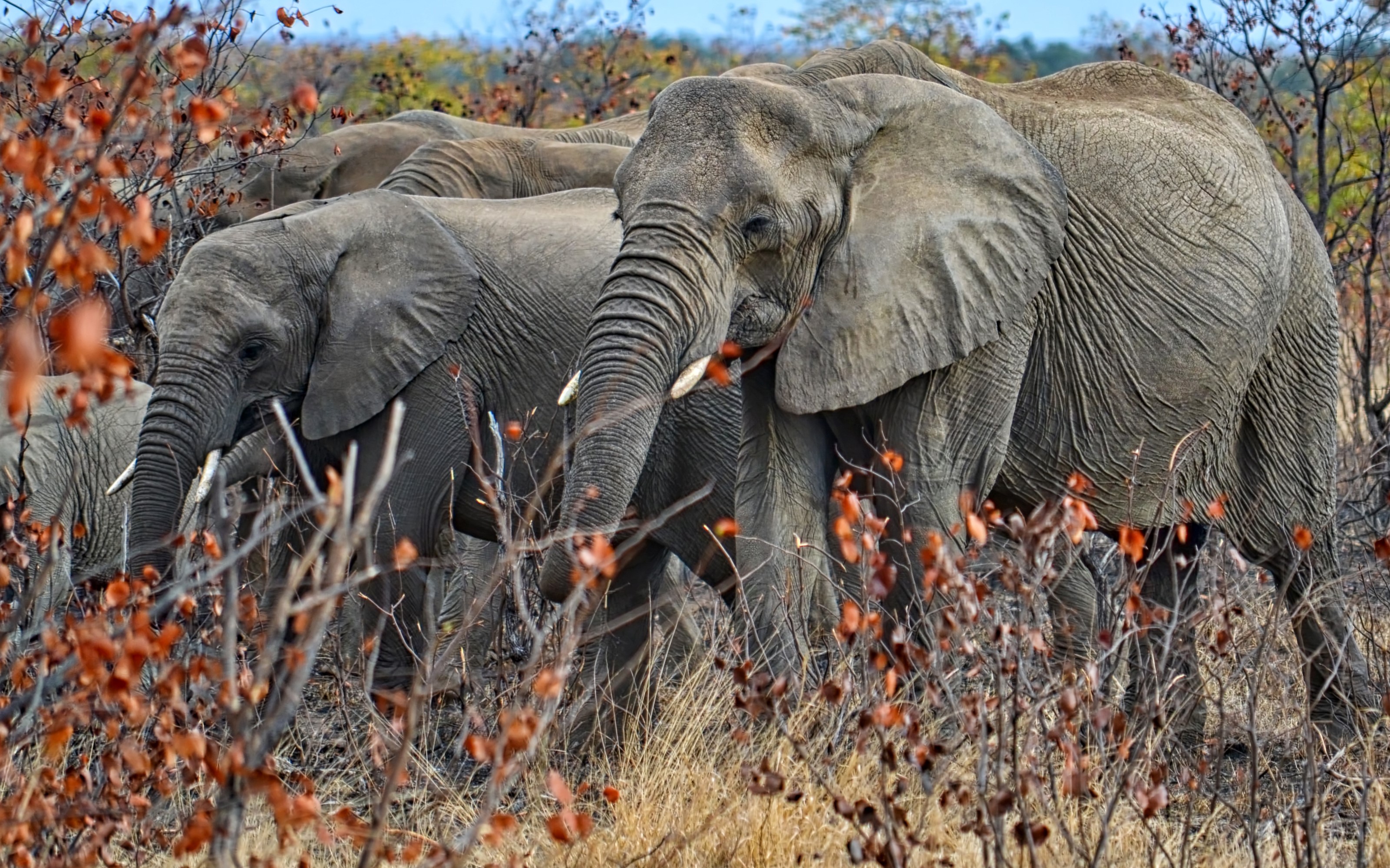 A herd of elephants walking through dry brush HD Wallpaper