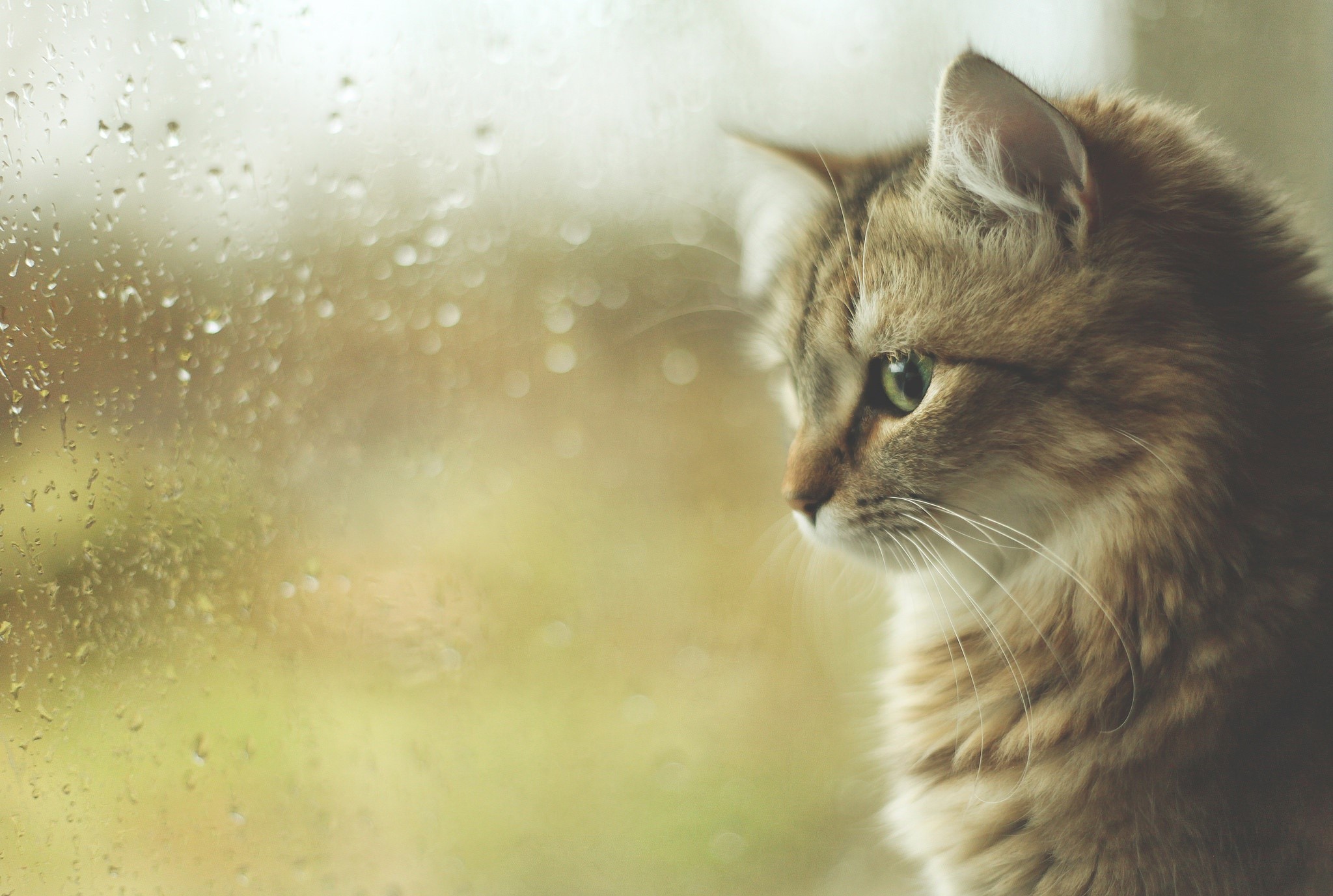 Cat looking out a rainy window HD Wallpaper