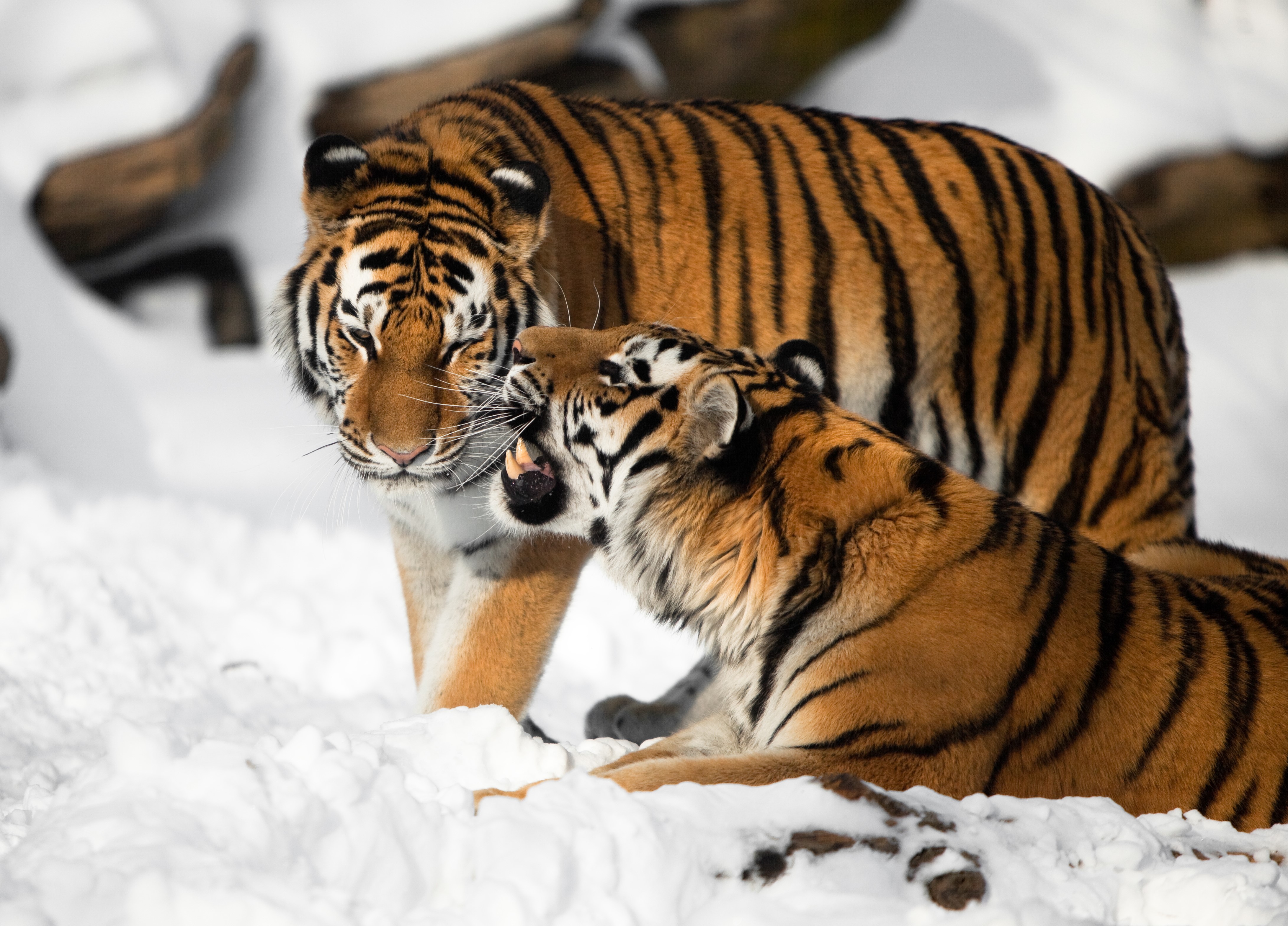 Two Siberian Tigers in Snow HD Wallpaper
