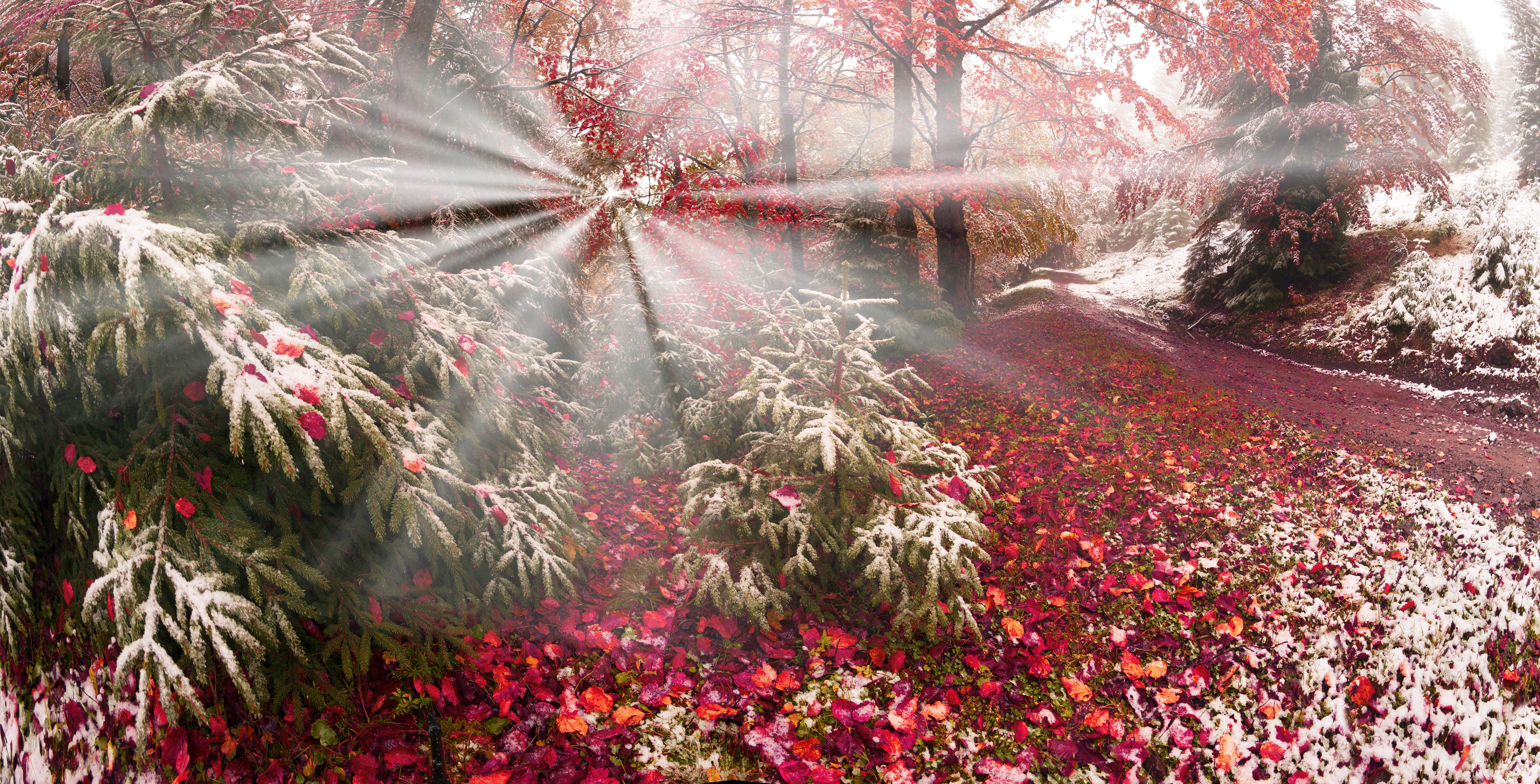 Autumn forest with snow and sun rays HD Wallpaper
