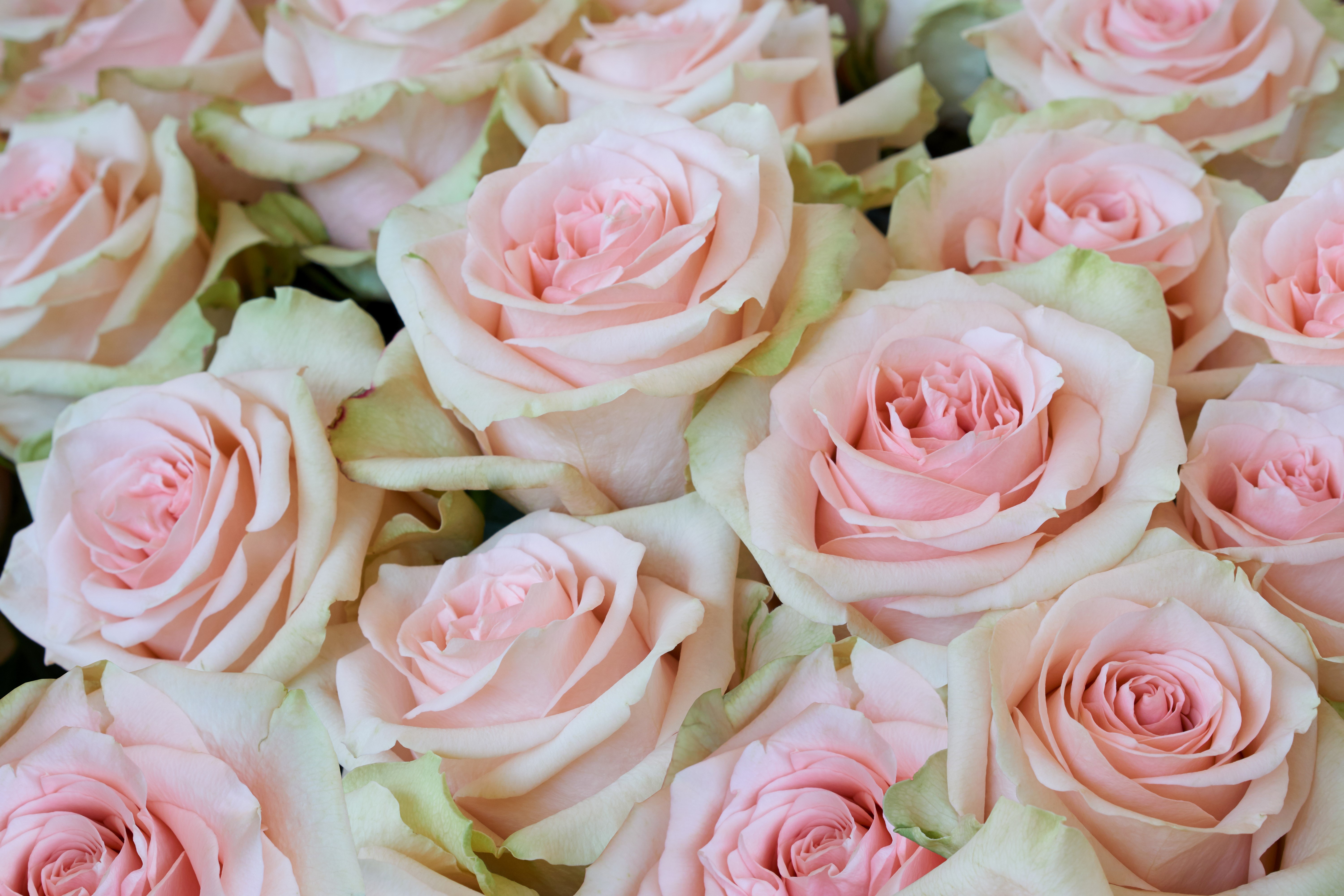Close-up of Pink Roses HD Wallpaper