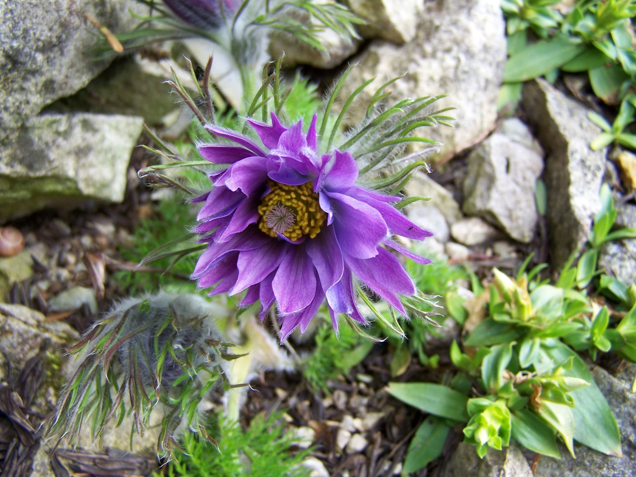 Purple Pulsatilla flower with fuzzy bud HD Wallpaper