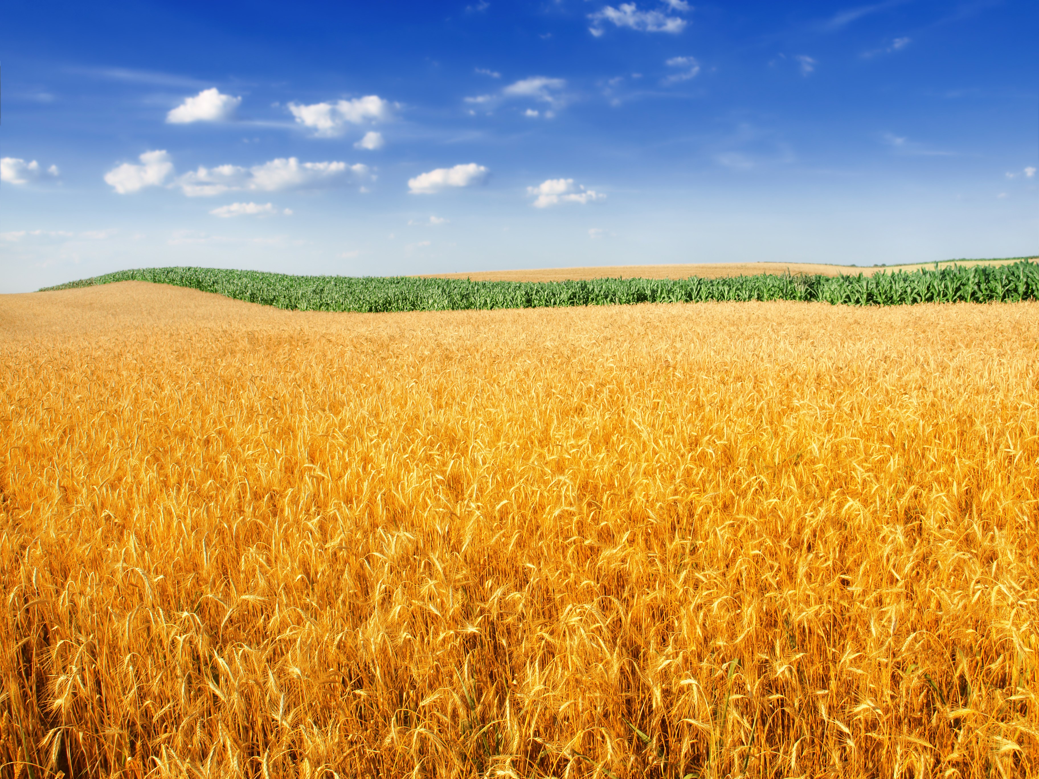 Golden wheat field under a blue sky HD Wallpaper