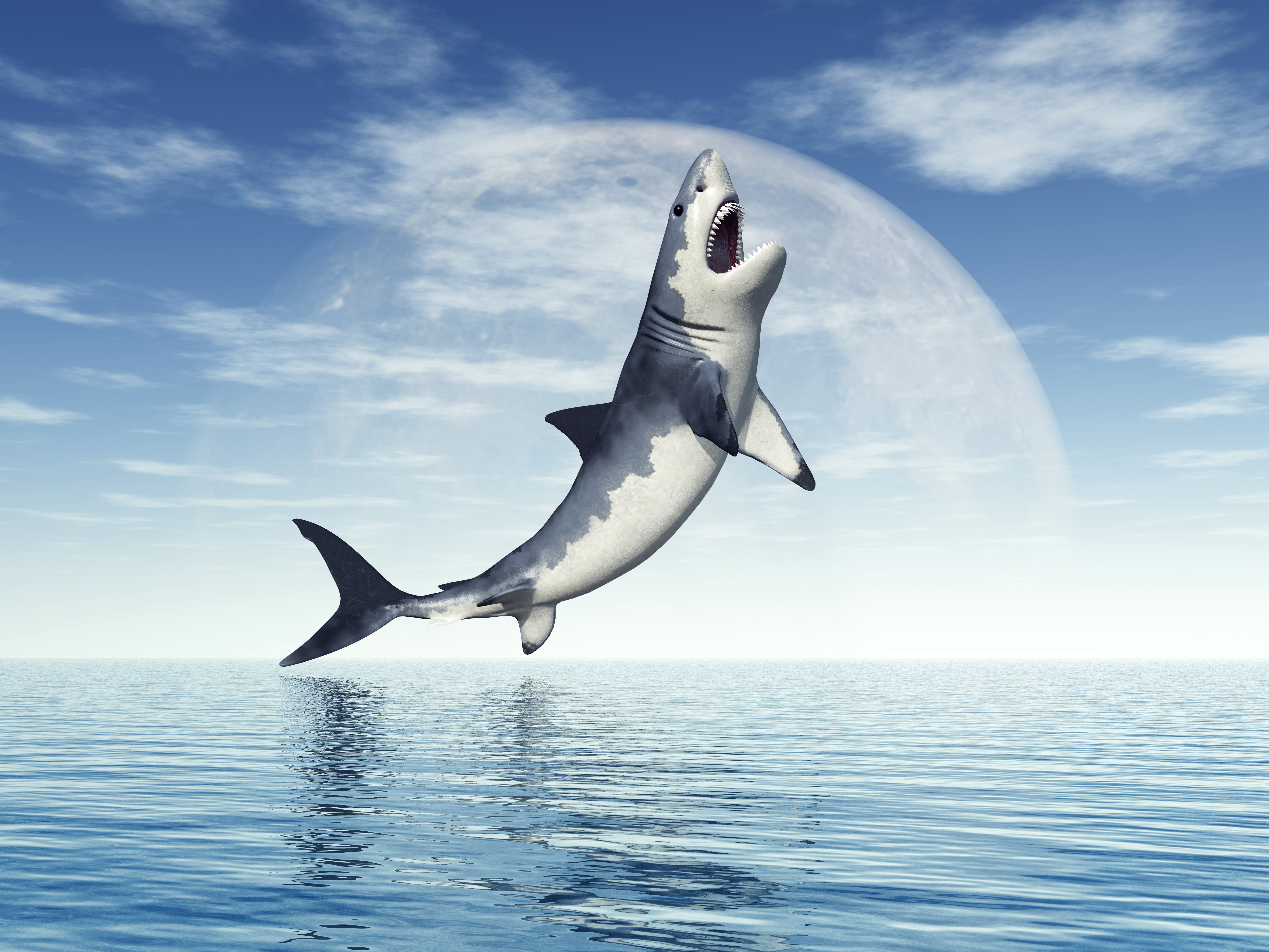 Great White Shark Jumping from Sea with Moon in Background HD Wallpaper