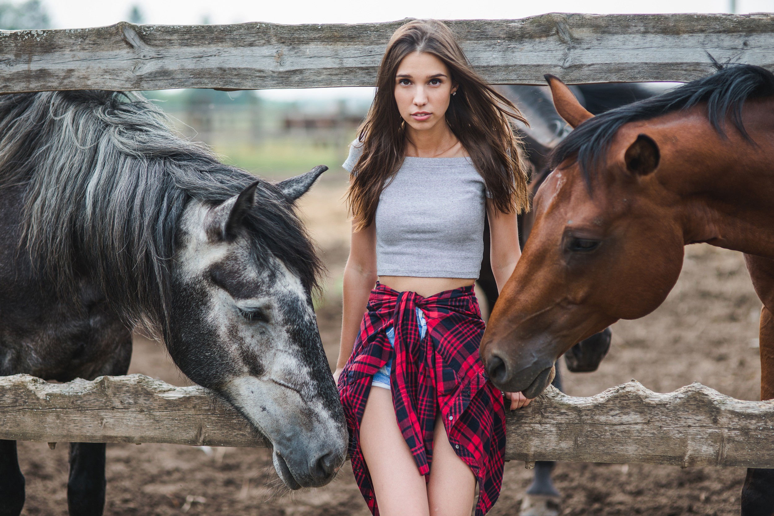 Woman with horses behind a wooden fence HD Wallpaper
