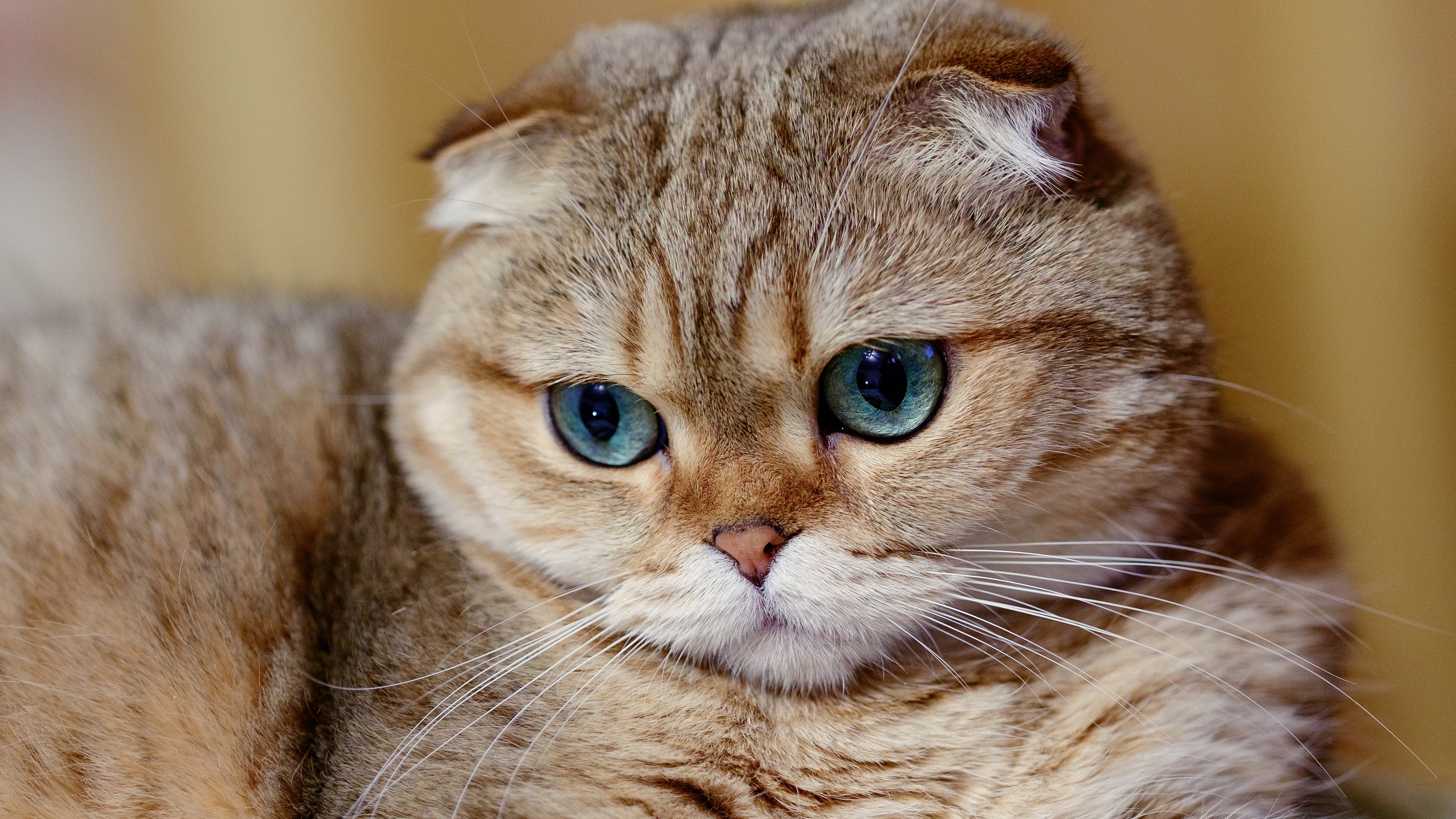 Scottish Fold cat with blue eyes HD Wallpaper