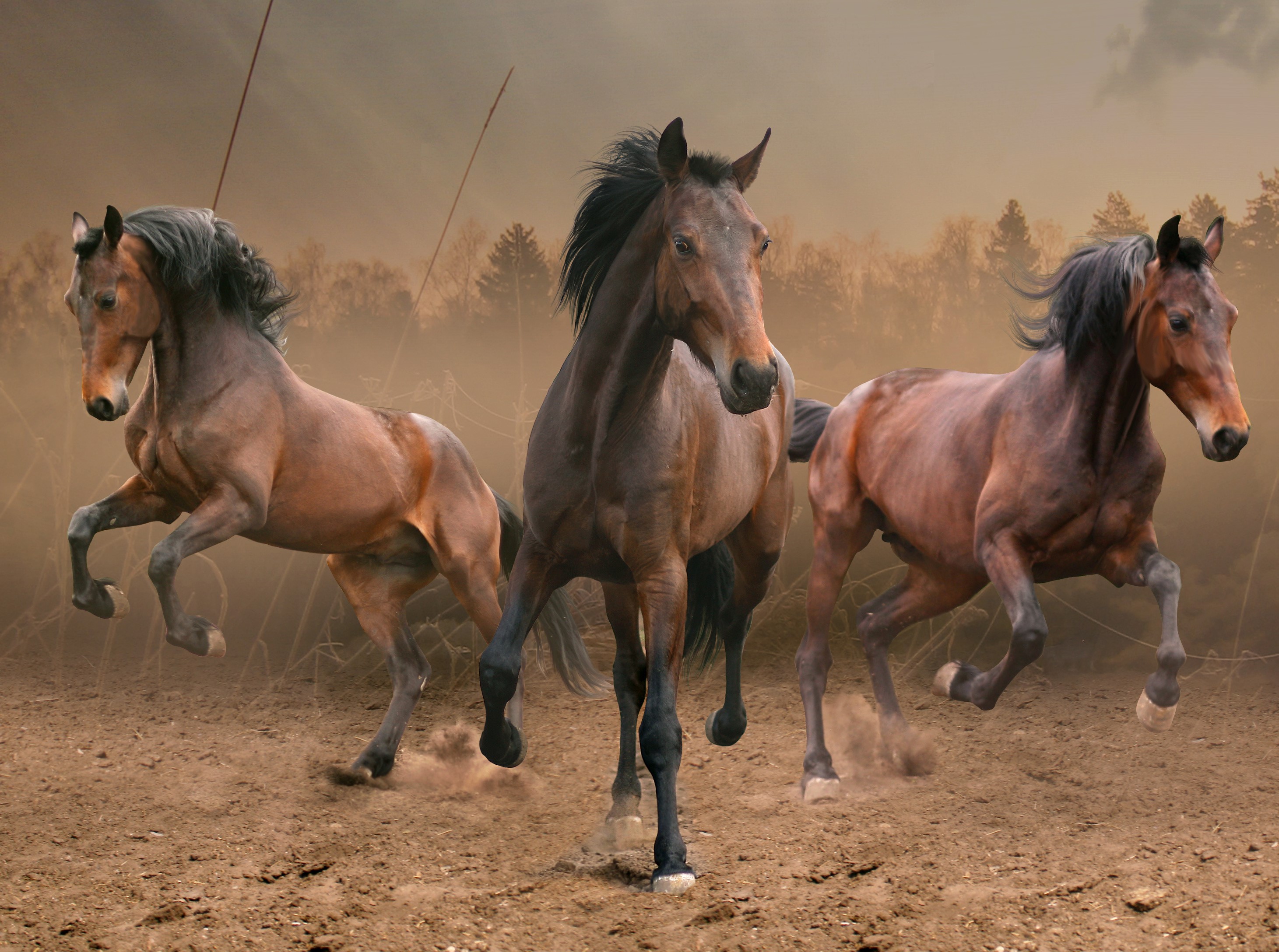 Three horses running in a dusty field HD Wallpaper