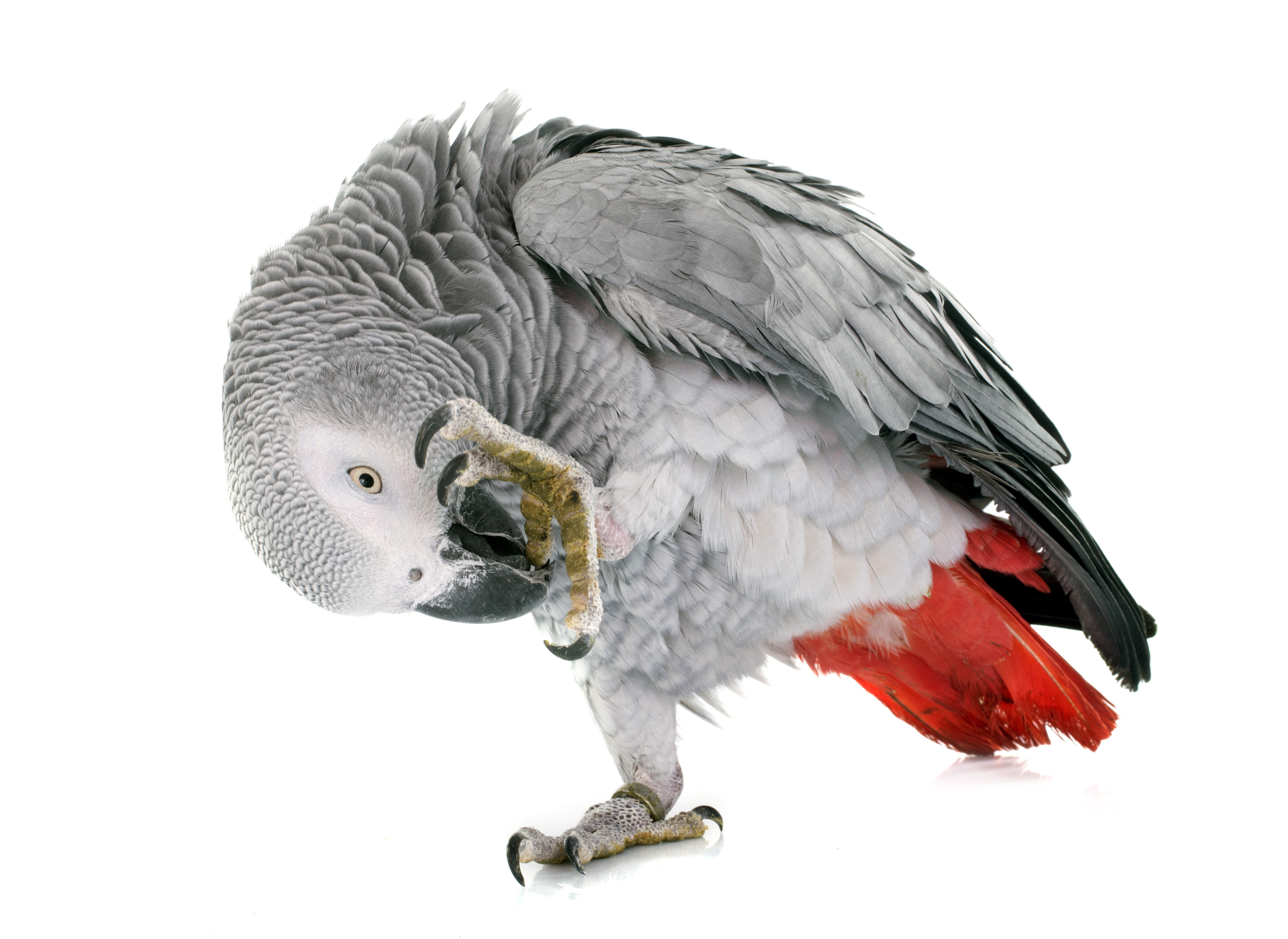 African Grey Parrot preening on white background HD Wallpaper