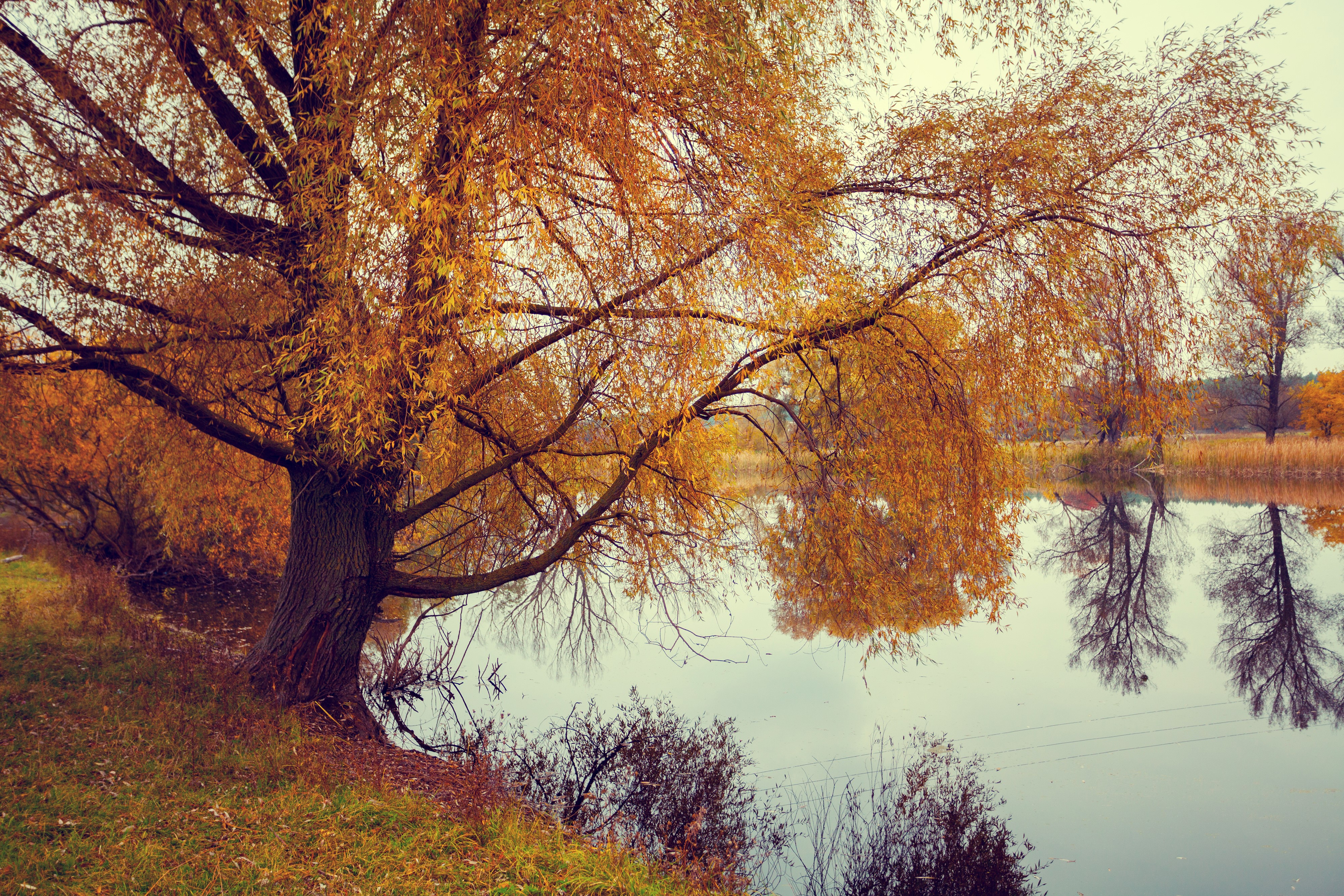 Autumn trees reflected in a river HD Wallpaper