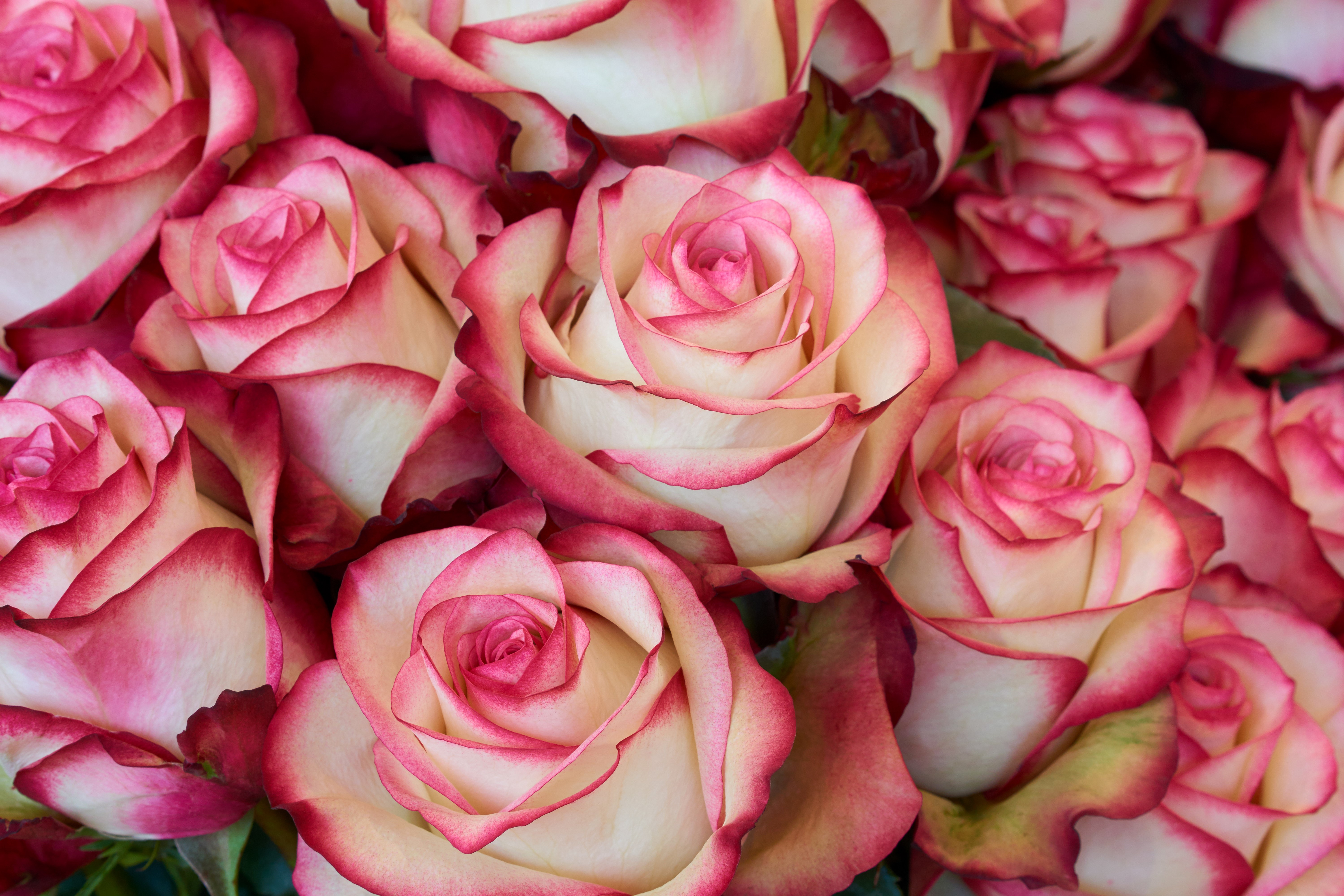 Close-up of bicolor roses with pink edges HD Wallpaper