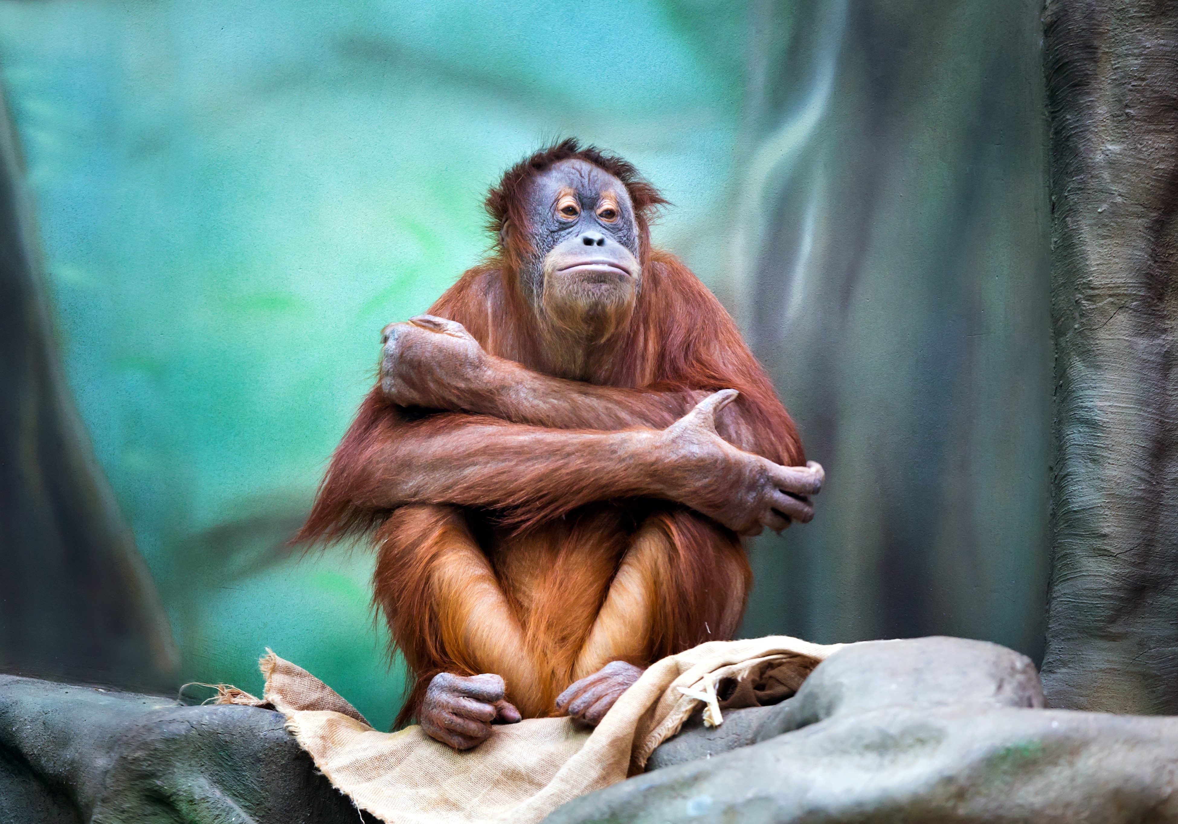 Orangutan sitting on a rock HD Wallpaper