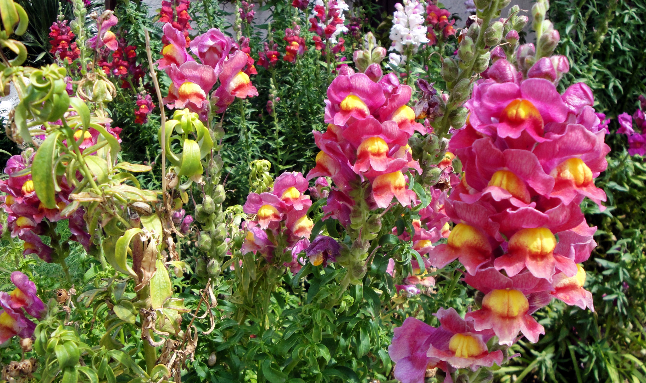 Pink and yellow snapdragons in a garden HD Wallpaper