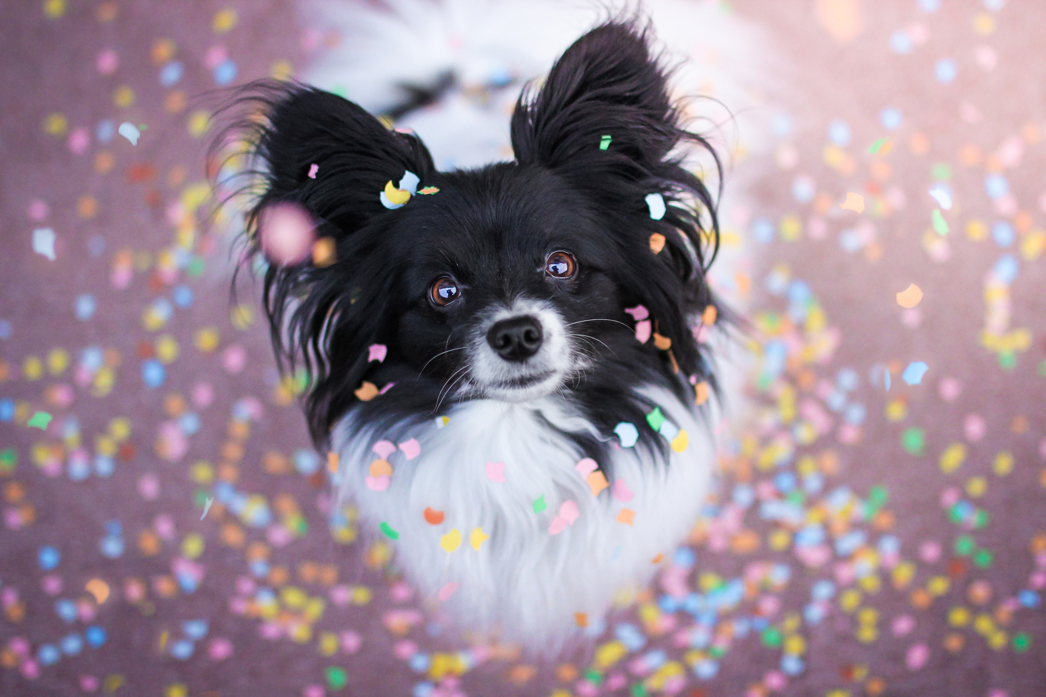 Black and white dog with confetti HD Wallpaper