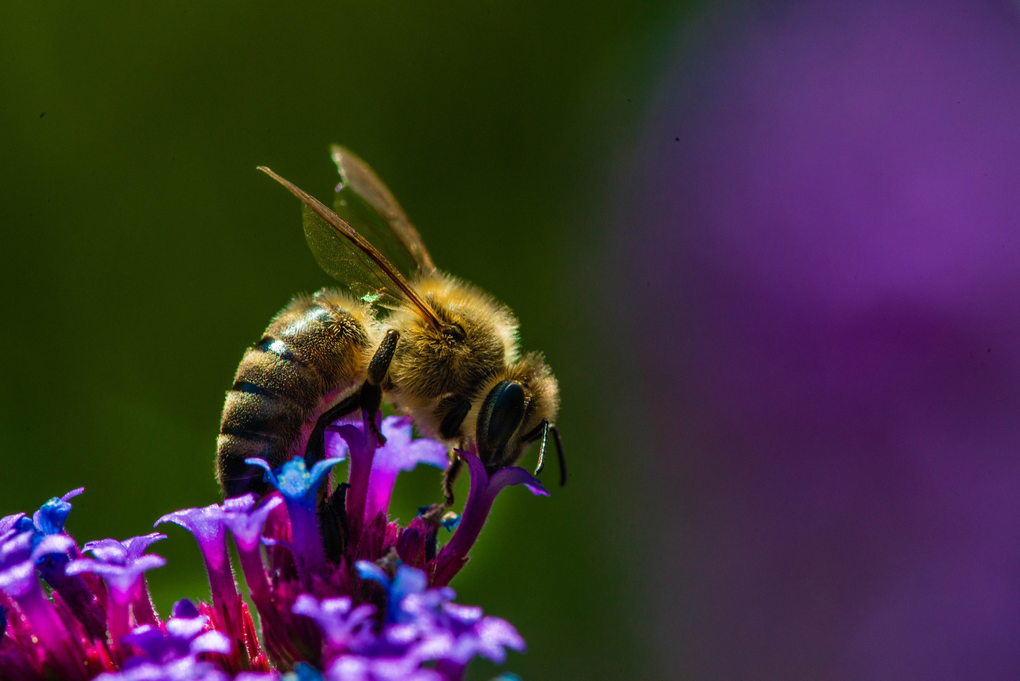 A bee on purple flowers HD Wallpaper