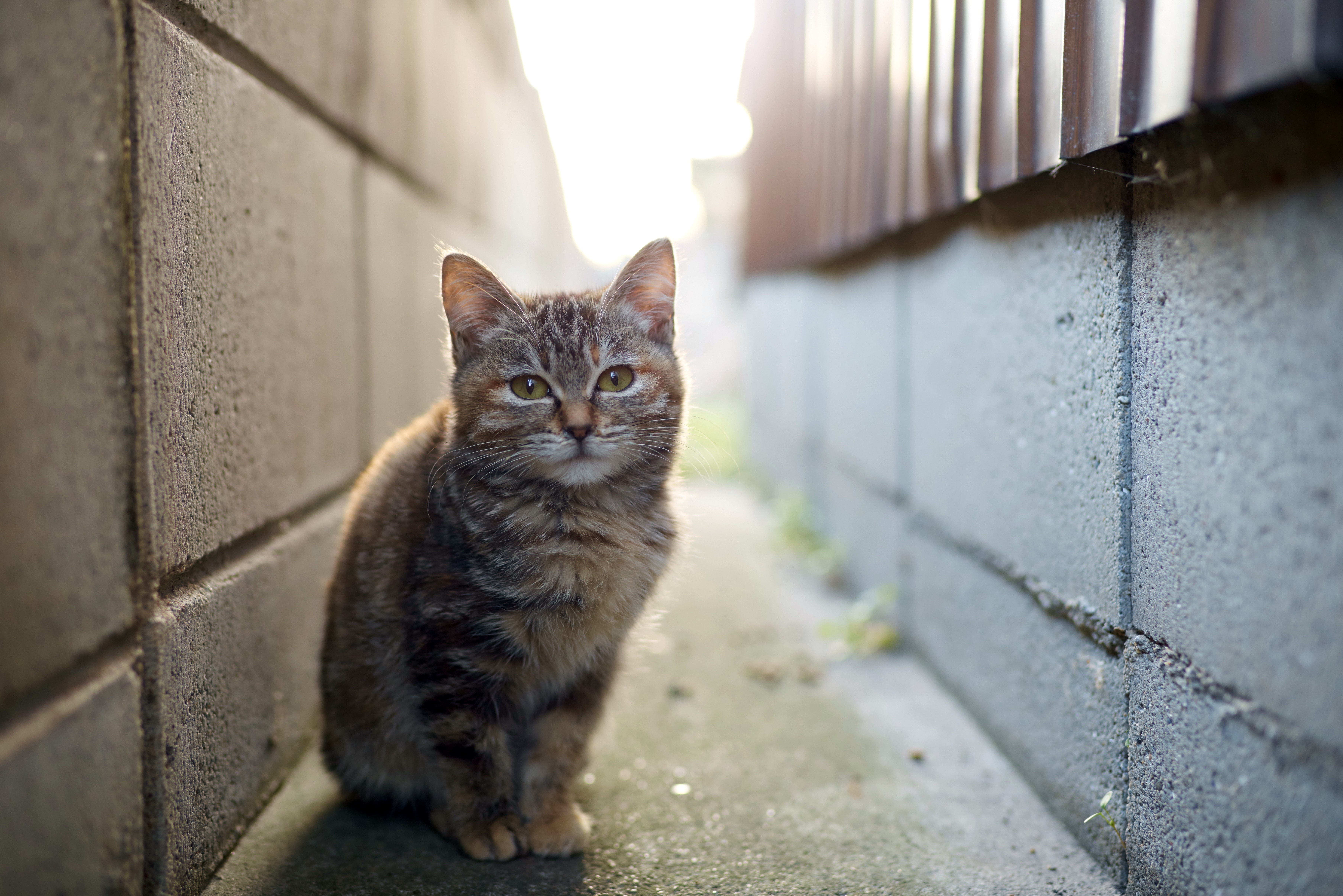 Tabby cat sitting between two walls HD Wallpaper